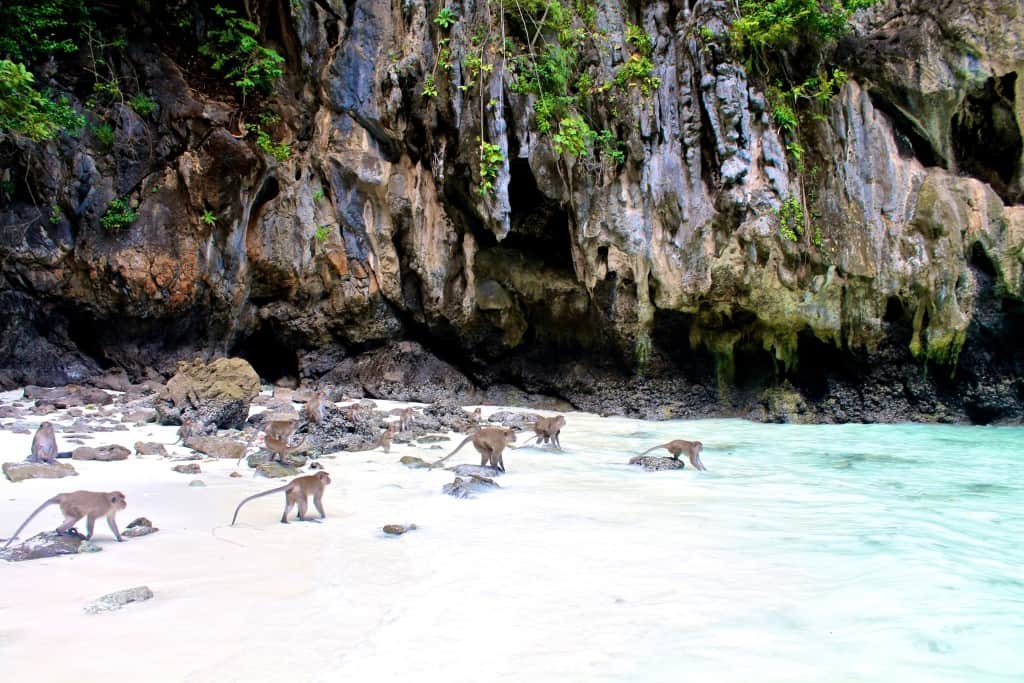 Monkey Beach