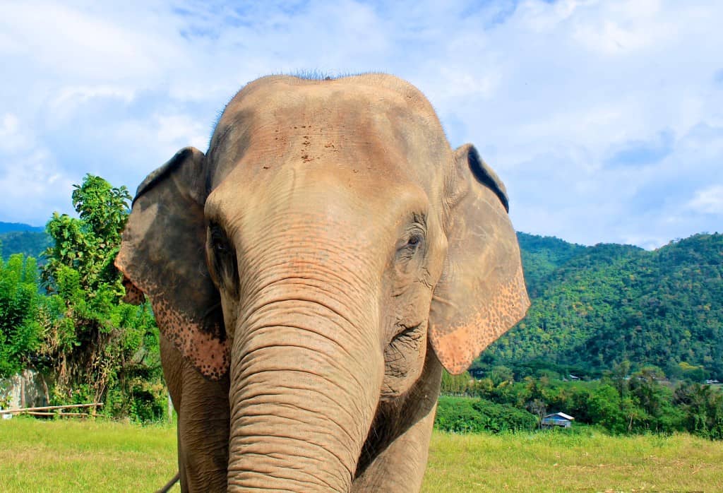 Elephant Sanctuary Chiang Mai