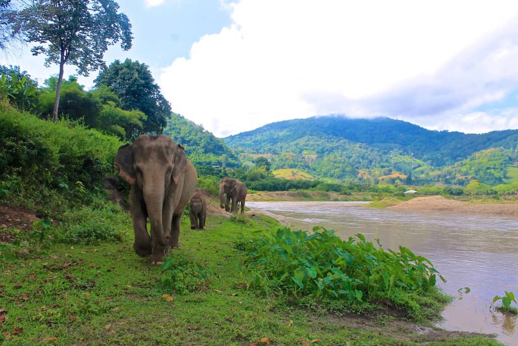 Elephants in Chiang Mai