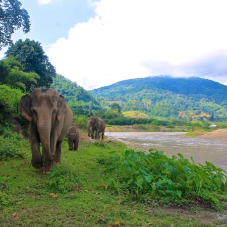 Elephants in Chiang Mai