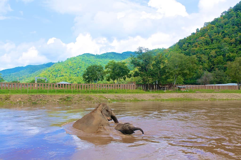 Elephants in Chiang Mai