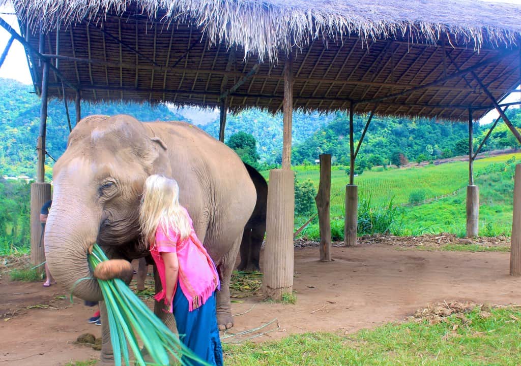 Elephant Chiang Mai