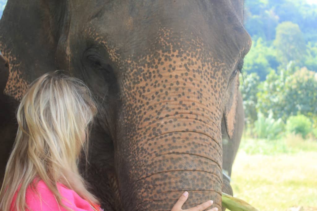 Elephant in Chiang Mai