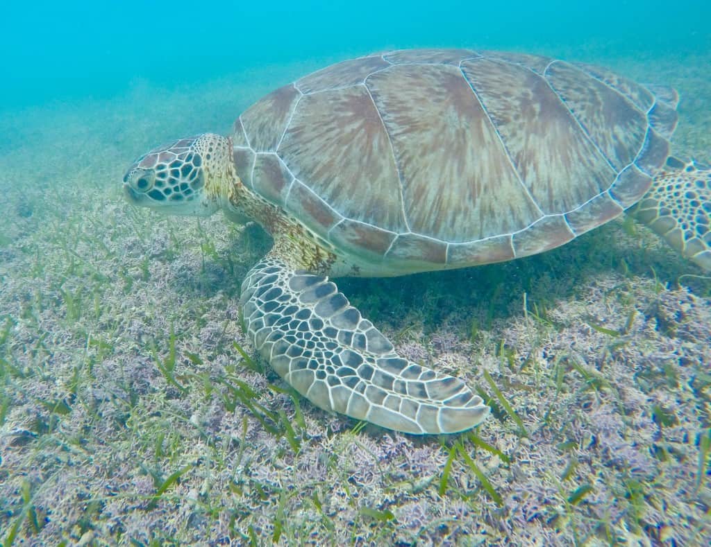 Akumal Beach Tulum Mexico Sea Turtles Travel Guide