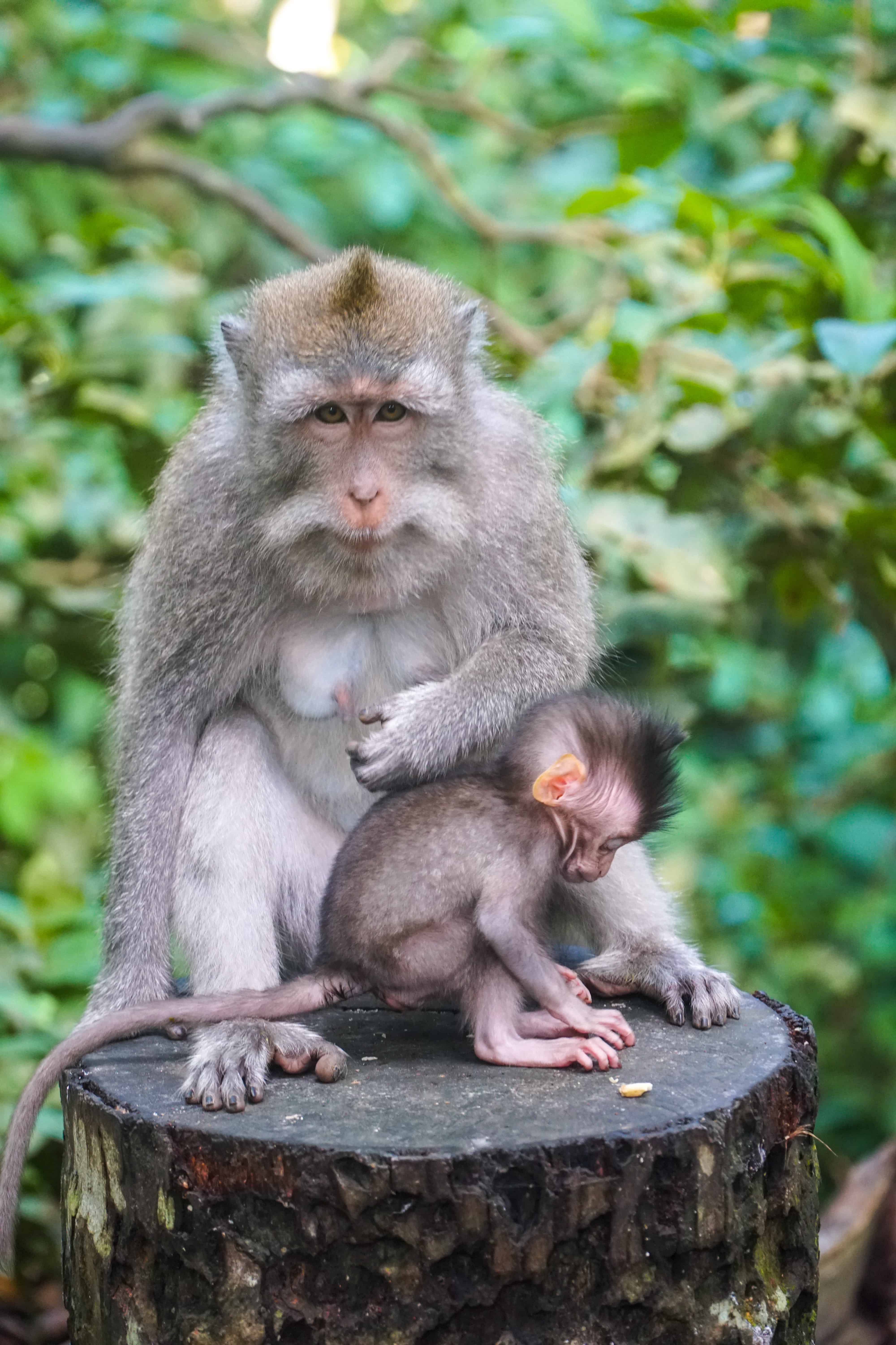 Monkey Forest Ubud | Amazing Photos to Inspire You to Visit Bali | The Republic of Rose