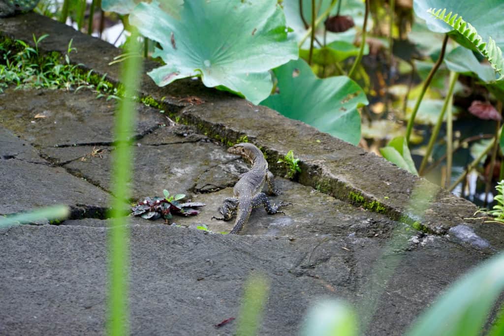 Monitor Lizard | Amazing Photos to Inspire You to Visit Bali | The Republic of Rose