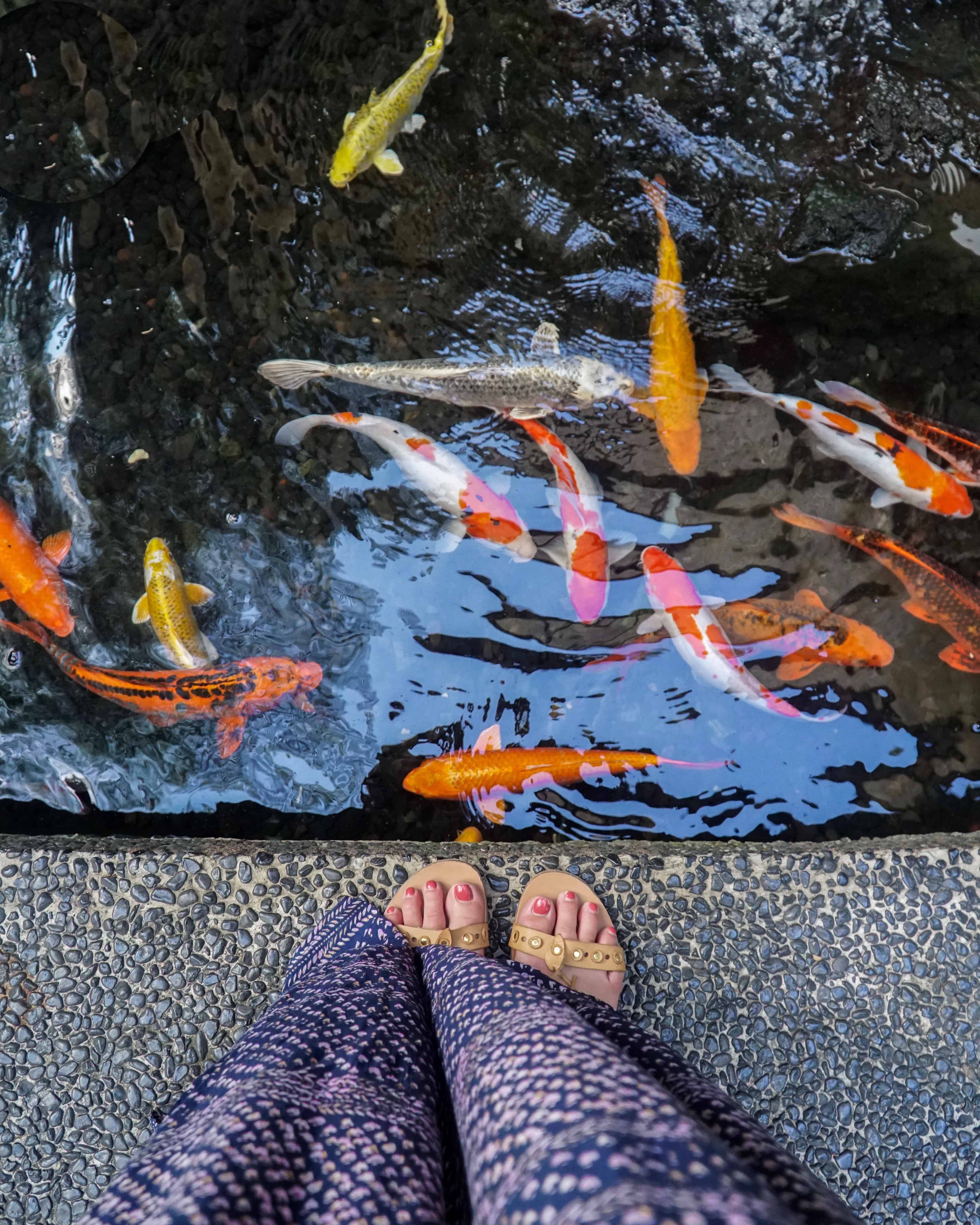 A DAY AT JUNGLE FISH IN UBUD | The Republic of Rose