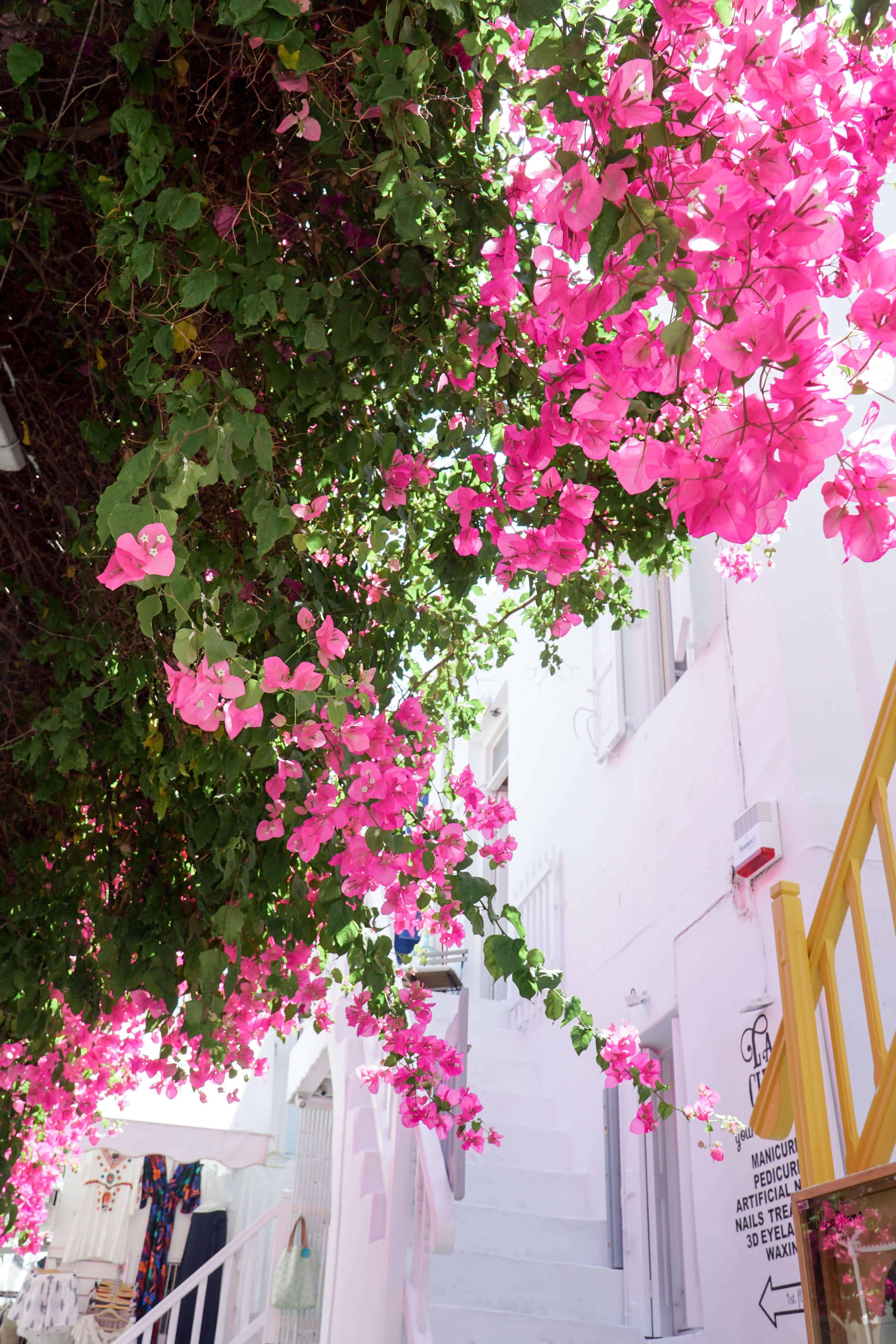Mykonos Greece in 20 Photos | The Republic of Rose