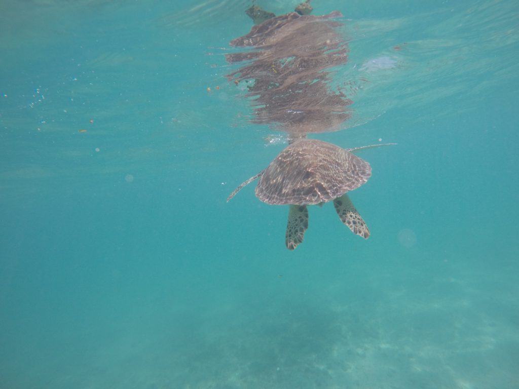 Top Day Trips From Tulum Mexico | Akumal Beach Turtles | The Republic of Rose