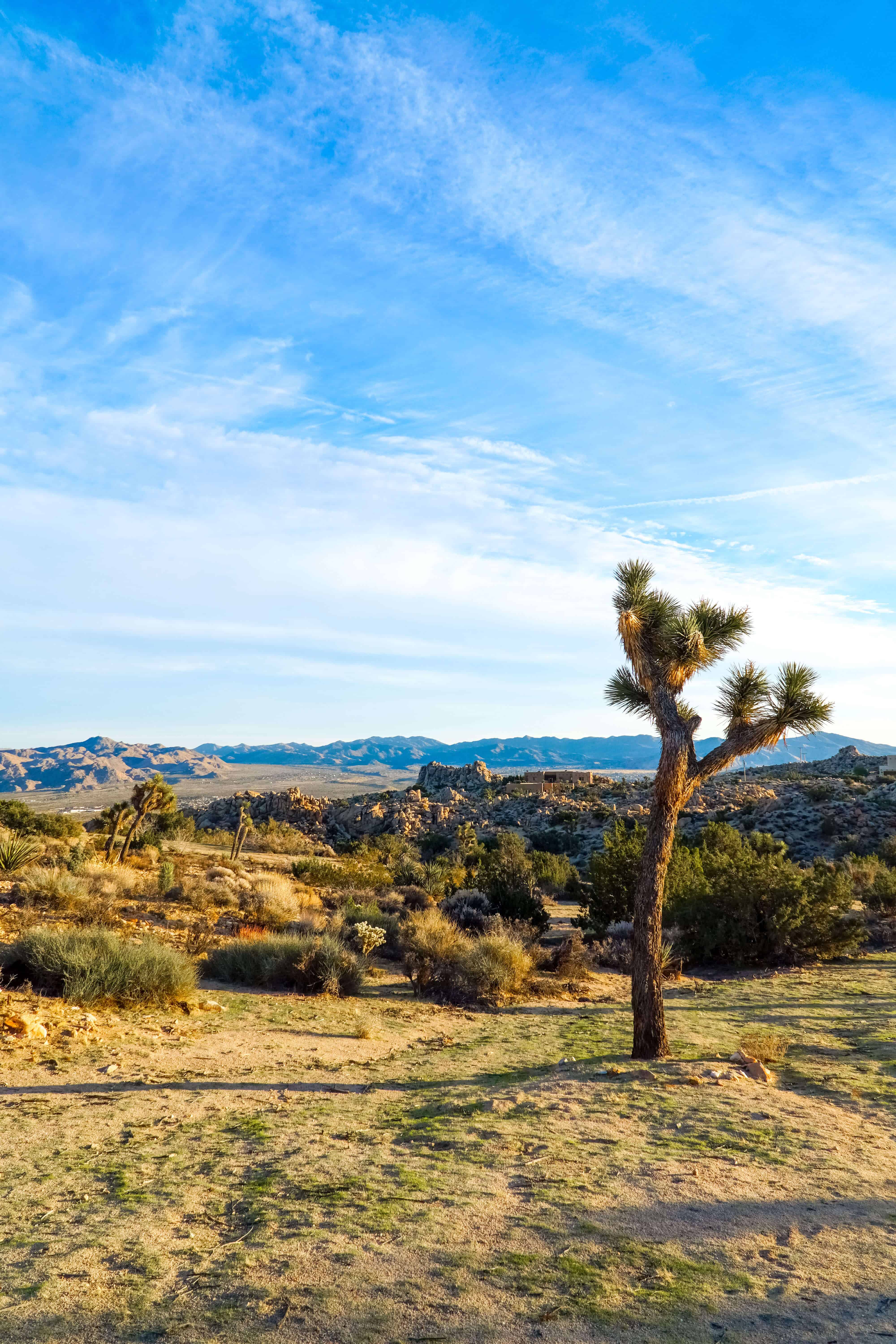 The Ultimate Guide to Joshua Tree | The Republic of Rose