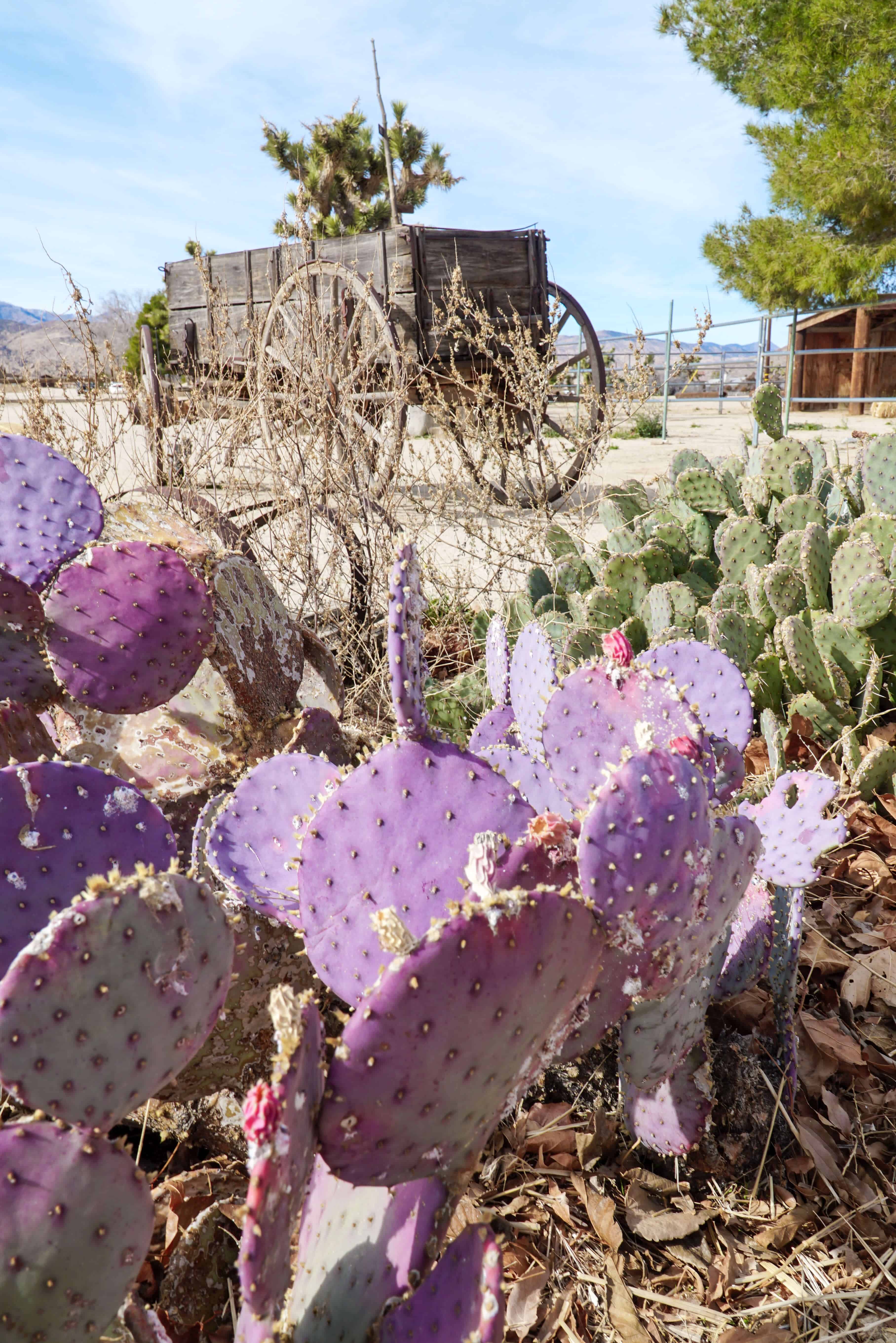 The Ultimate Guide to Joshua Tree | The Republic of Rose