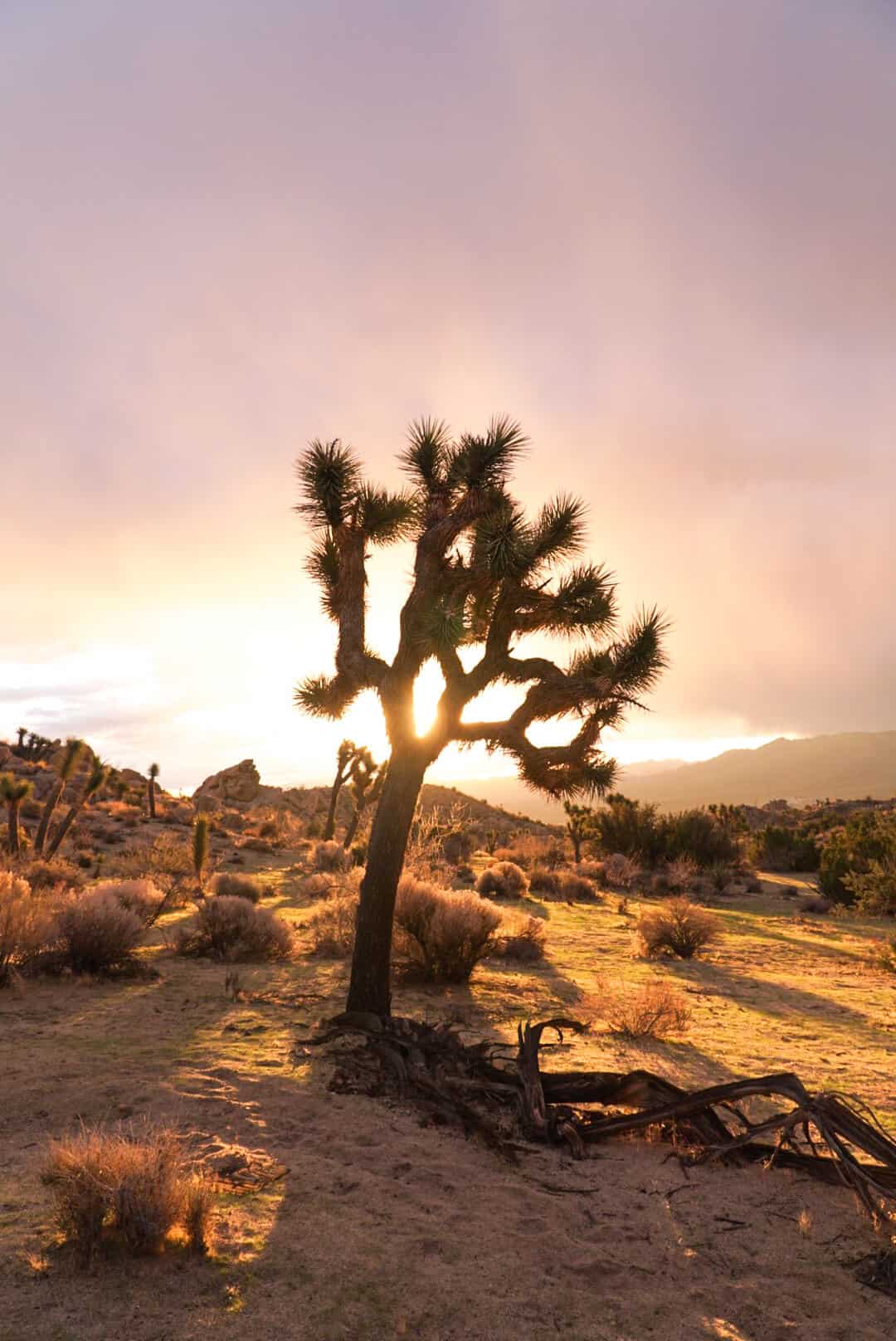 The Ultimate Guide to Joshua Tree | The Republic of Rose