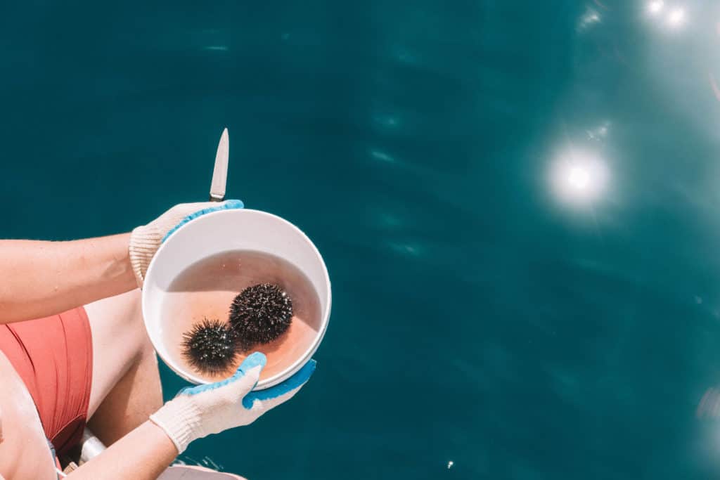 DIVING FOR SEA URCHIN IN CROATIA | The Republic of Rose | #SeaUrchin #Uni #Croatia #Travel