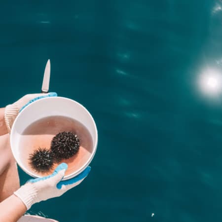 DIVING FOR SEA URCHIN IN CROATIA | The Republic of Rose | #SeaUrchin #Uni #Croatia #Travel