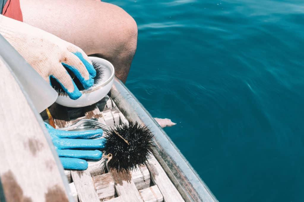 DIVING FOR SEA URCHIN IN CROATIA | The Republic of Rose | #SeaUrchin #Uni #Croatia #Travel