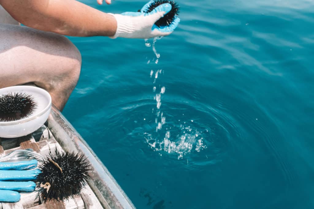 DIVING FOR SEA URCHIN IN CROATIA | The Republic of Rose | #SeaUrchin #Uni #Croatia #Travel