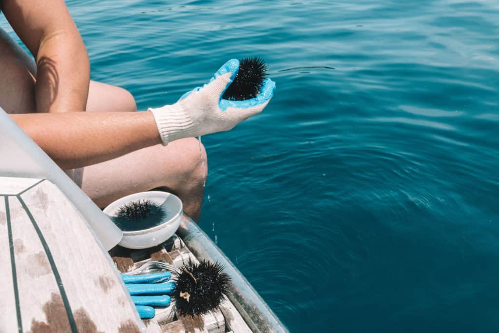 DIVING FOR SEA URCHIN IN CROATIA | The Republic of Rose | #SeaUrchin #Uni #Croatia #Travel