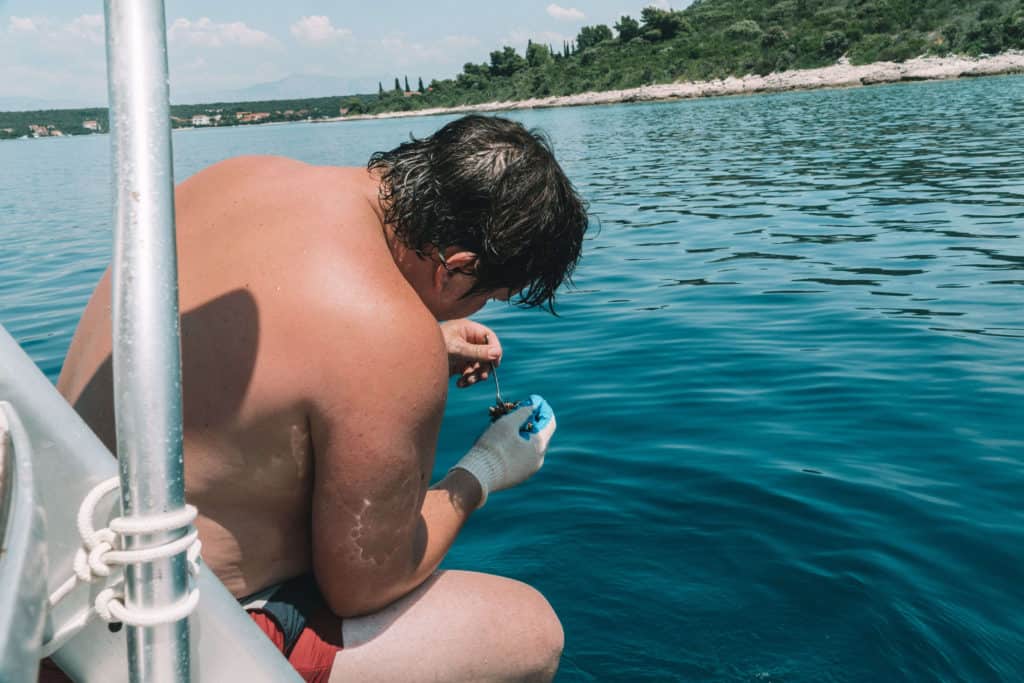 DIVING FOR SEA URCHIN IN CROATIA | The Republic of Rose | #SeaUrchin #Uni #Croatia #Travel