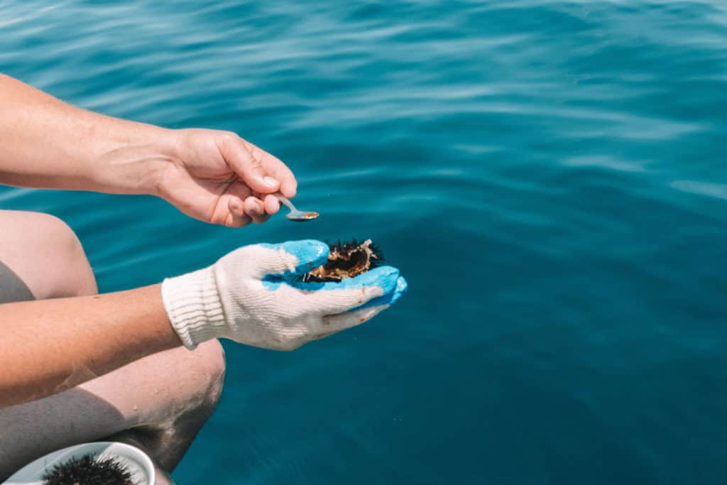 DIVING FOR SEA URCHIN IN CROATIA | The Republic of Rose | #SeaUrchin #Uni #Croatia #Travel