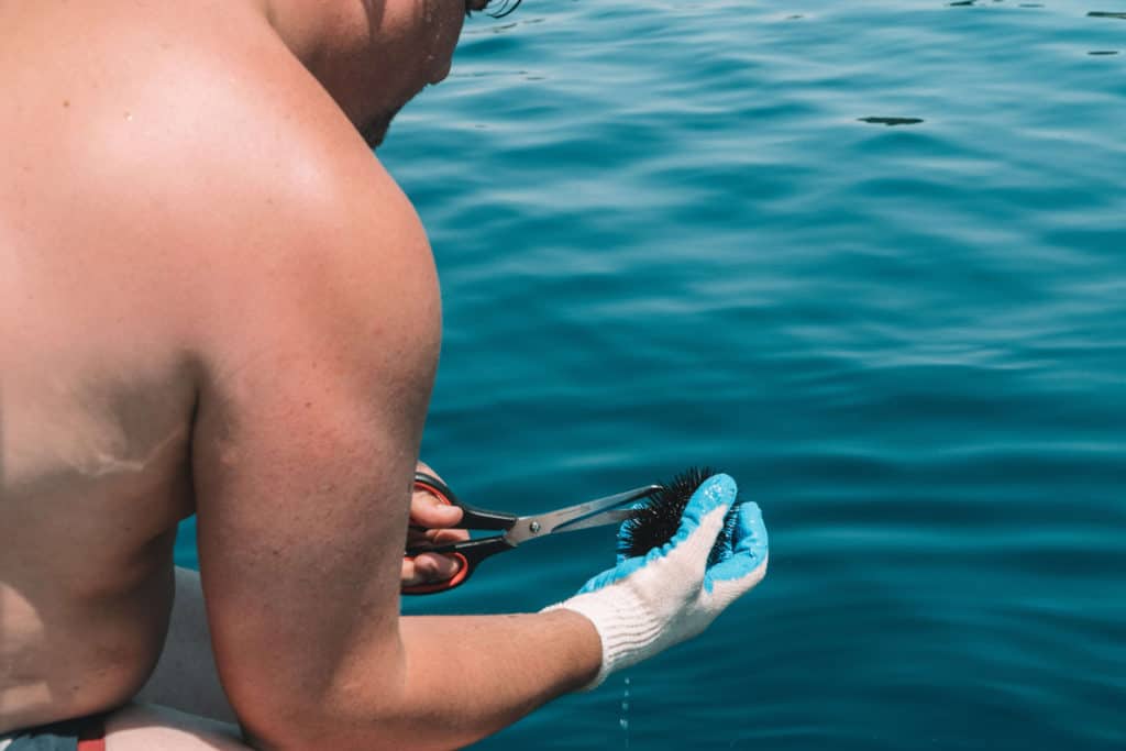 DIVING FOR SEA URCHIN IN CROATIA | The Republic of Rose | #SeaUrchin #Uni #Croatia #Travel