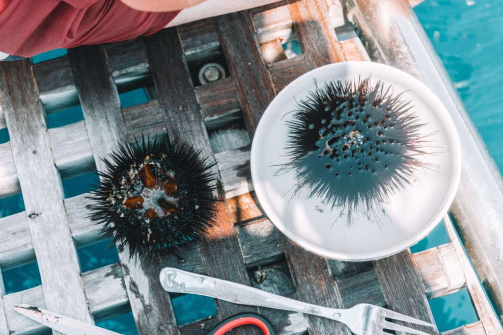 DIVING FOR SEA URCHIN IN CROATIA | The Republic of Rose | #SeaUrchin #Uni #Croatia #Travel