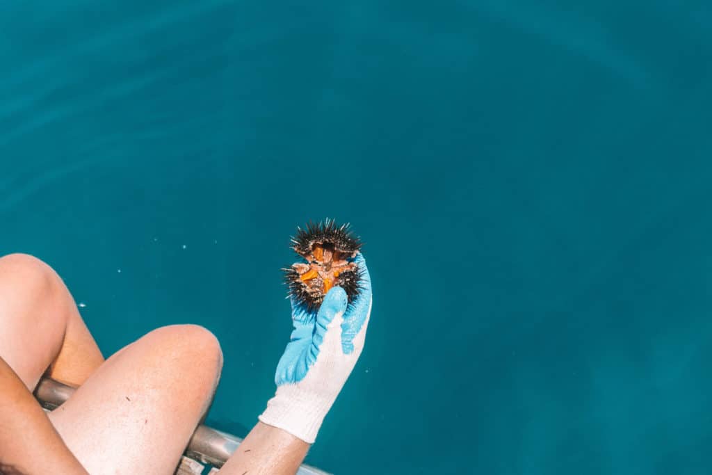 DIVING FOR SEA URCHIN IN CROATIA | The Republic of Rose | #SeaUrchin #Uni #Croatia #Travel