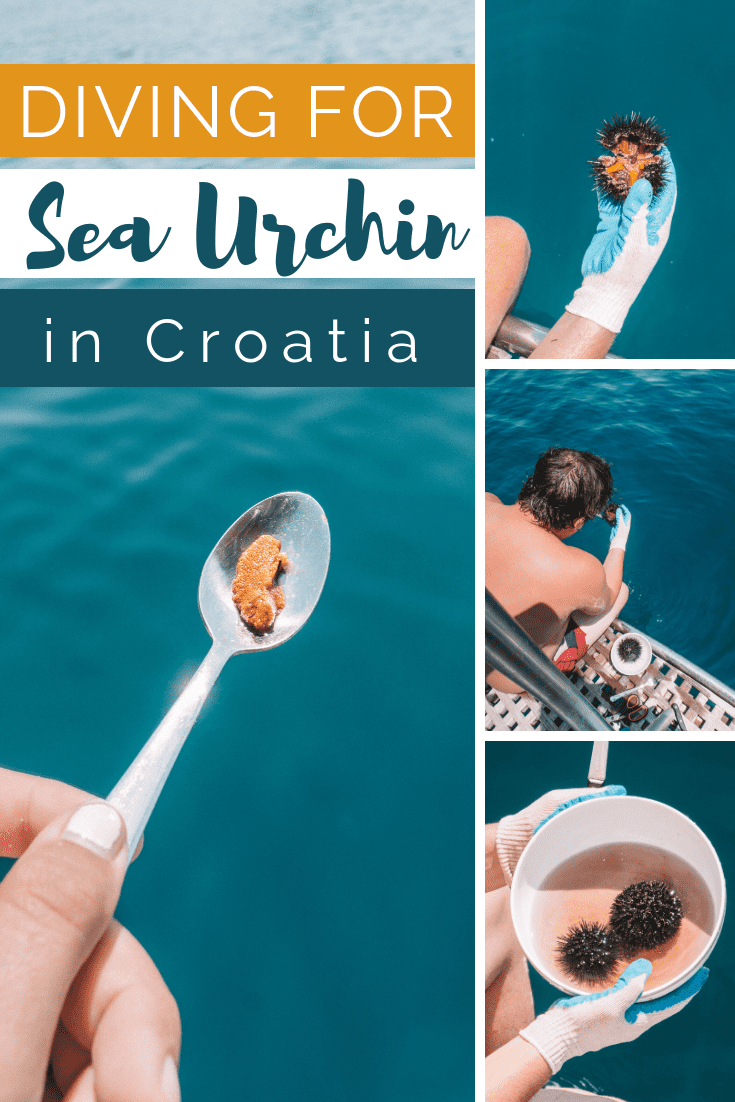 DIVING FOR SEA URCHIN IN CROATIA | The Republic of Rose | #SeaUrchin #Croatia #Travel #Uni #Urchin #Seafood