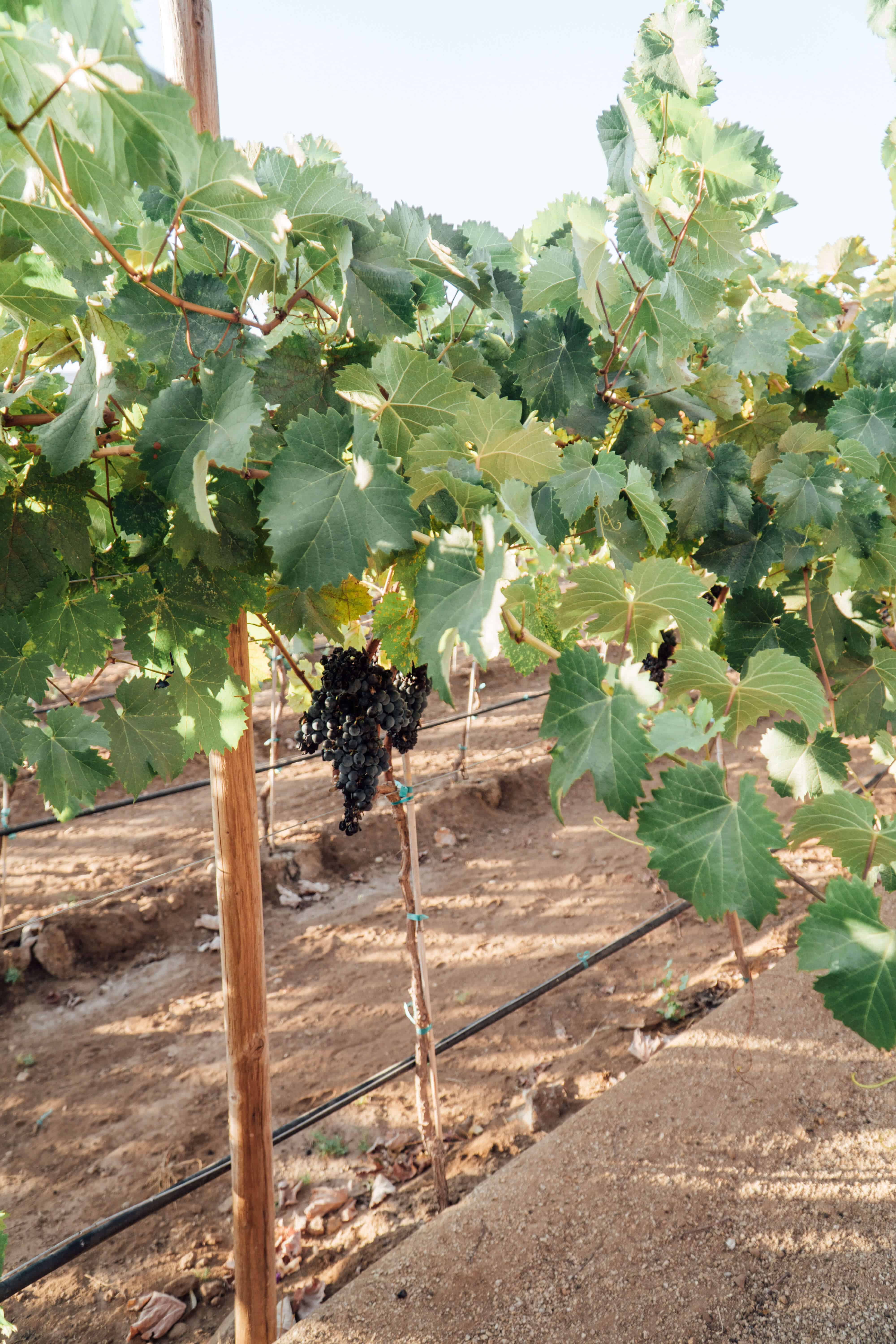 Ultimate Guide to Valle de Guadalupe | Casa Frida | The Republic of Rose | #ValleDeGuadalupe #RutaDelVino #Baja #Mexico #Ensenada