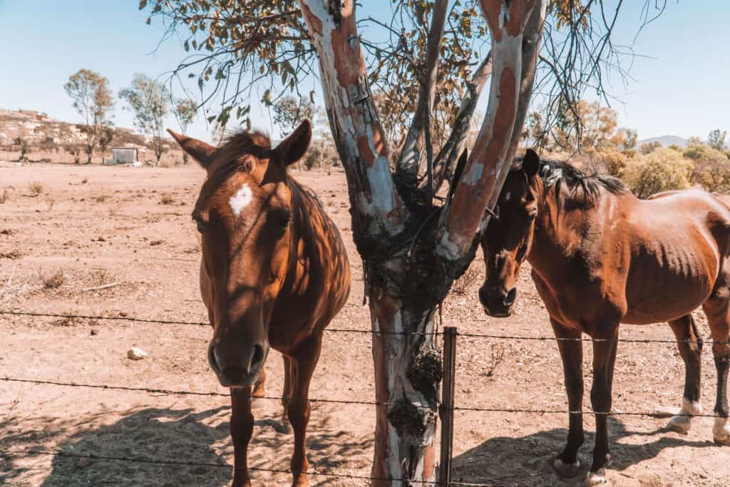 Ultimate Guide to Valle de Guadalupe | Horses | The Republic of Rose | #ValleDeGuadalupe #RutaDelVino #Baja #Mexico #Ensenada