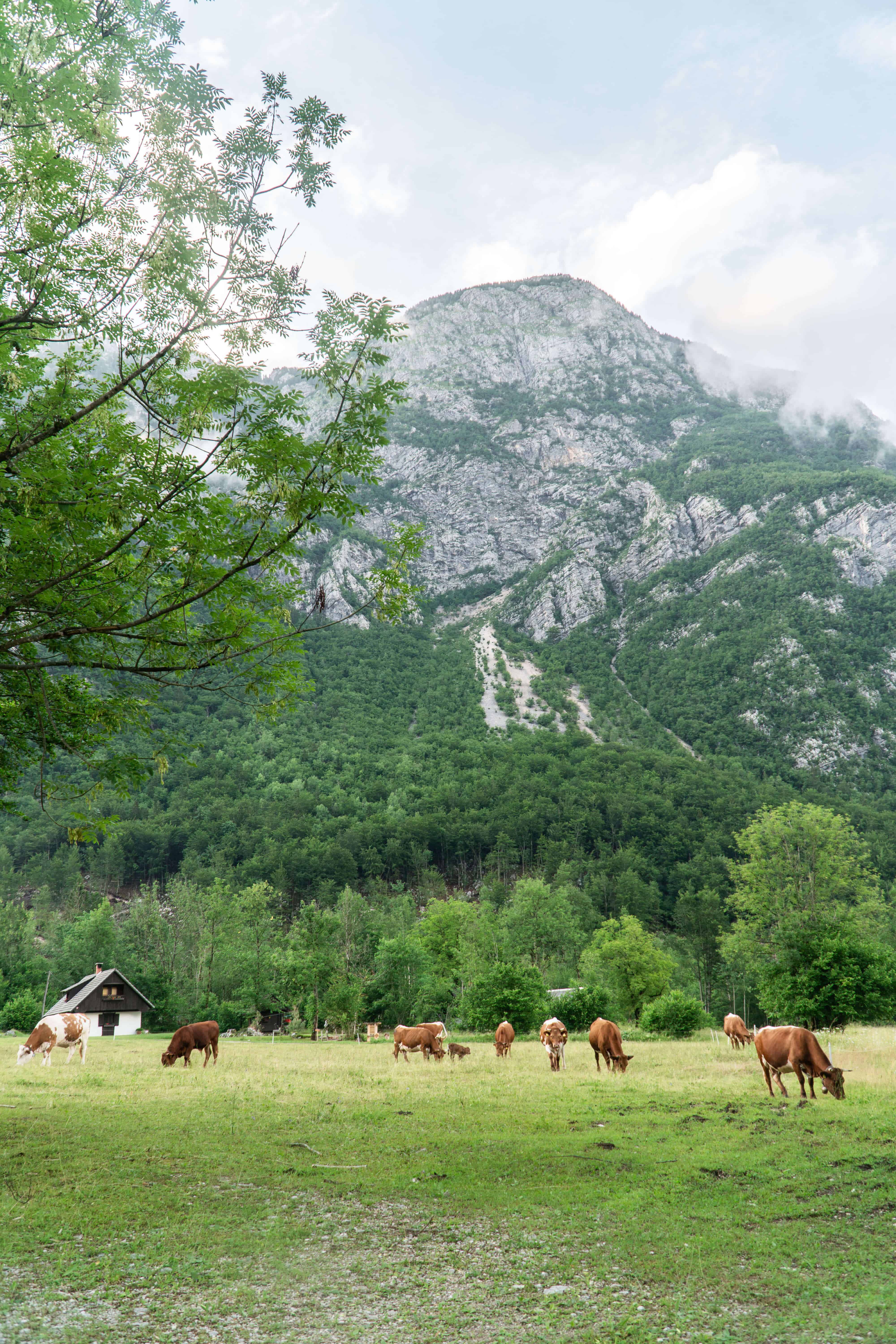 The Ultimate Guide to Lake Bohinj Slovenia | Mountain View | The Republic of Rose | #Slovenia #Bohinj #LakeBohinj #Europe #Travel