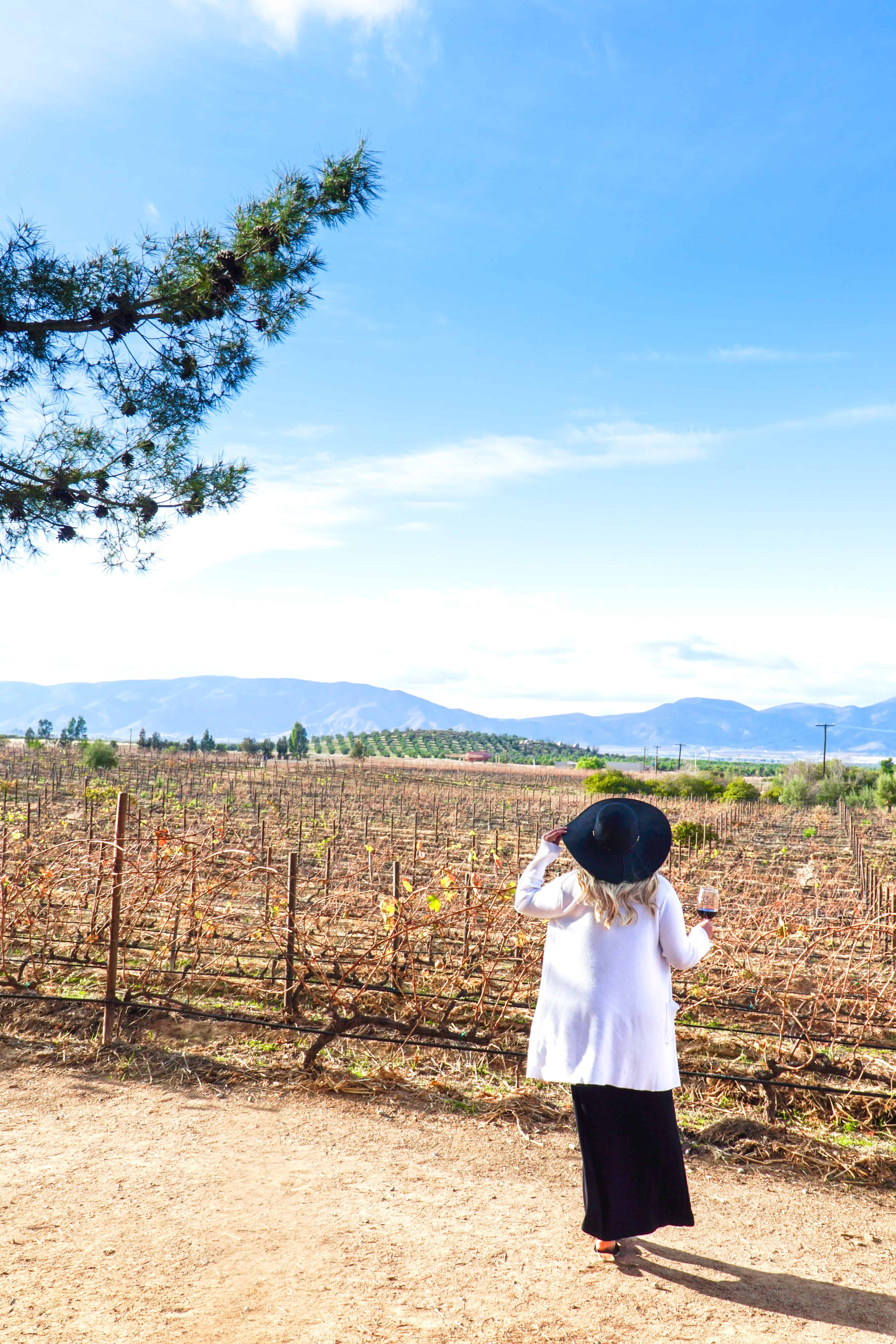 Ultimate Guide to Valle de Guadalupe | Deckman's | The Republic of Rose | #ValleDeGuadalupe #RutaDelVino #Baja #Mexico #Ensenada