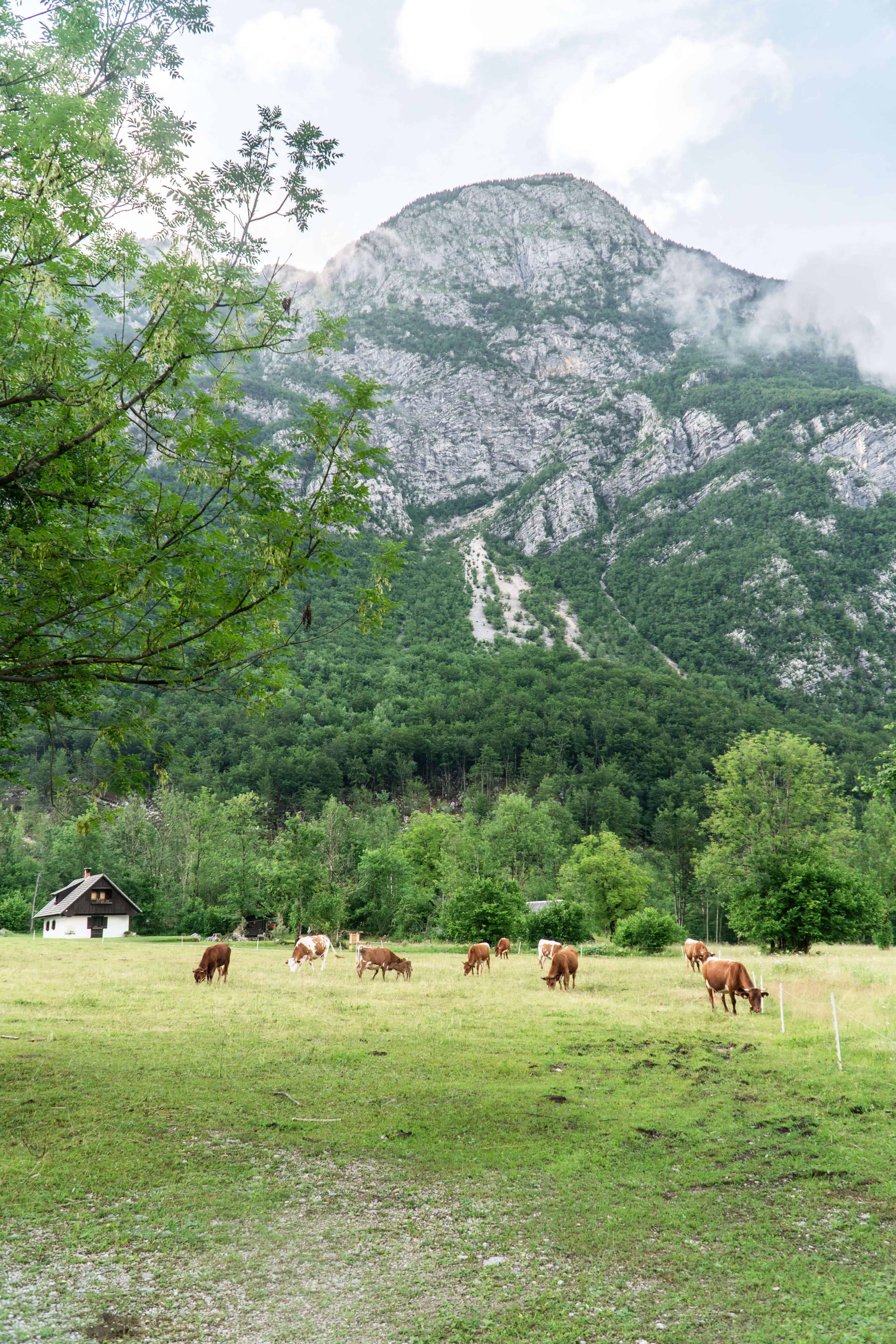 Slovenia in 20 Photos | Lake Bohinj | The Republic of Rose | #Slovenia #LakeBohinj #Bohinj #LakeBled #Bled #Europe #Ljublana #Travel