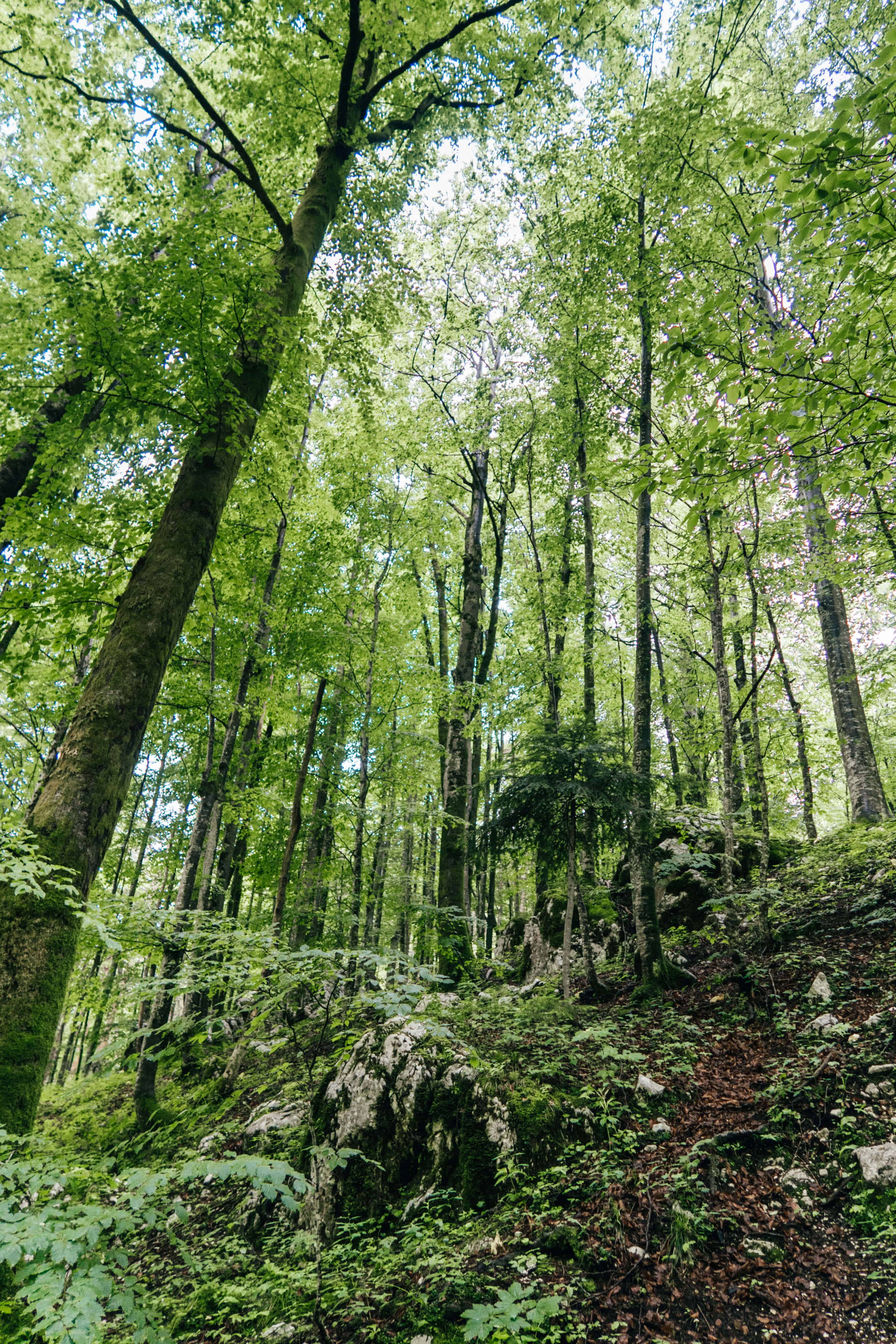 Slovenia in 20 Photos | Forest near Slap Savica Waterfall | The Republic of Rose | #Slovenia #LakeBohinj #Bohinj #LakeBled #Bled #Europe #Ljublana #Travel