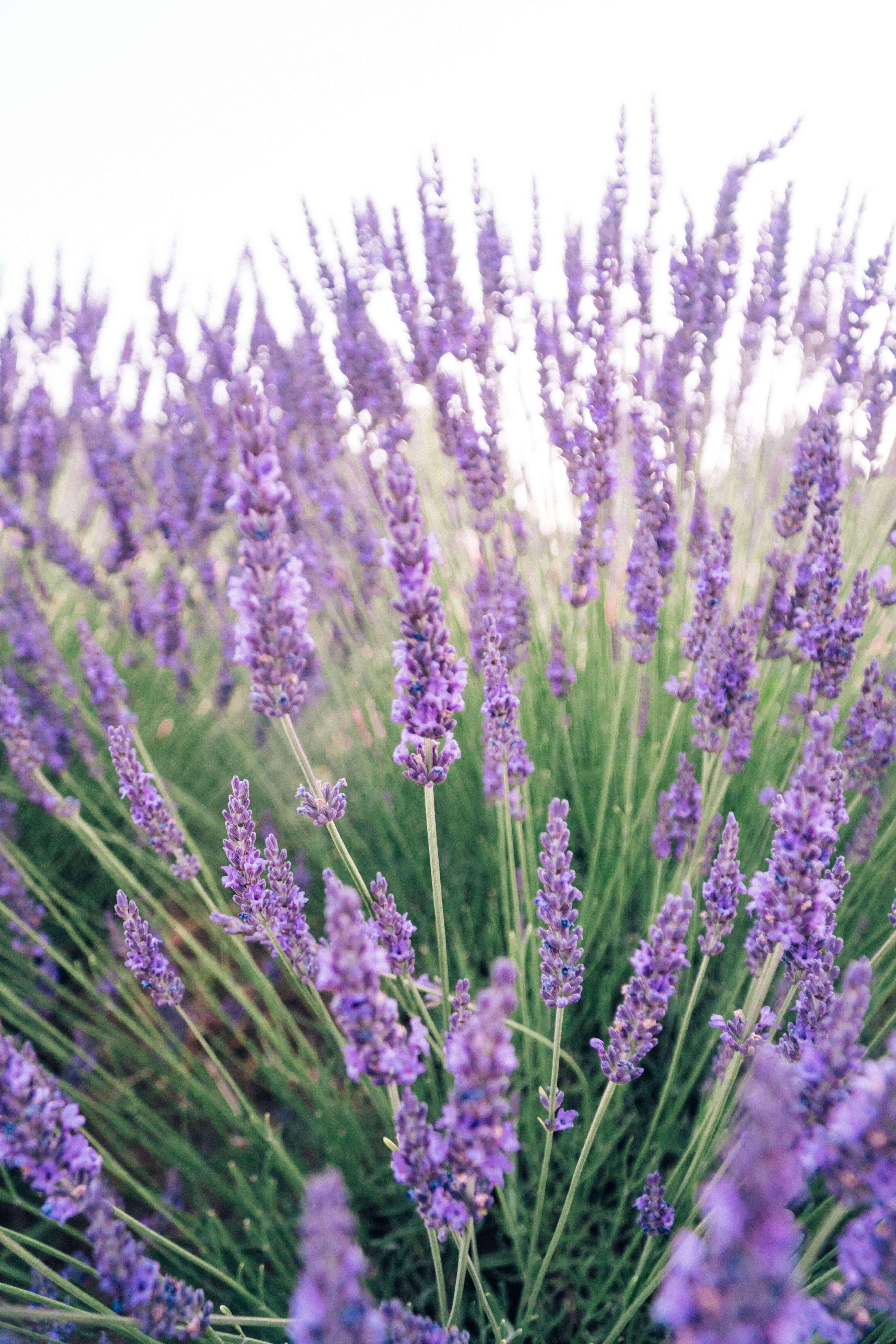 Lavender in Antico Fio | Tuscany, Italy in 20 Photos | The Republic of Rose