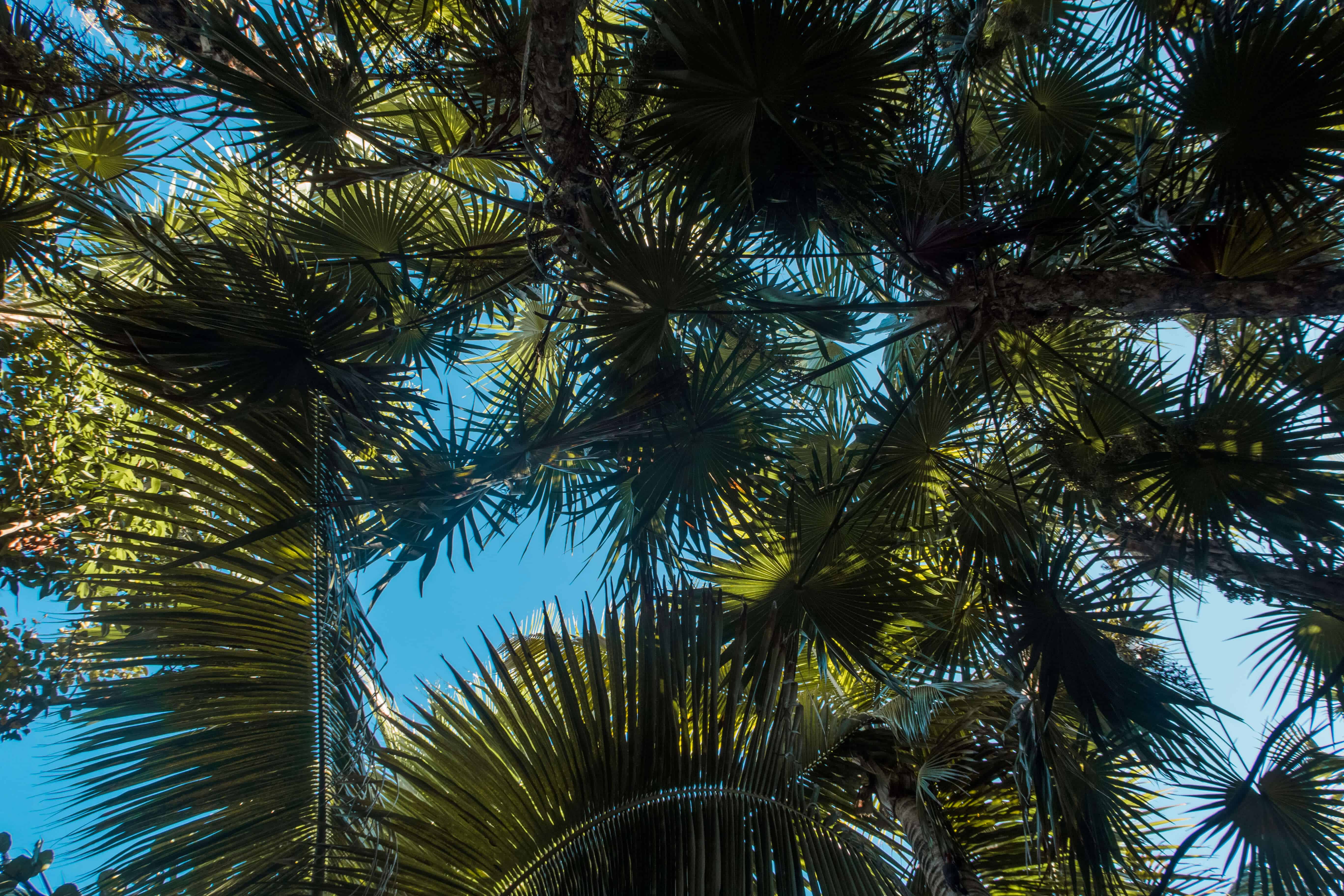 Palm trees at Azulik | TULUM IN 20 PHOTOS | The Republic of Rose | #Tulum #Mexico