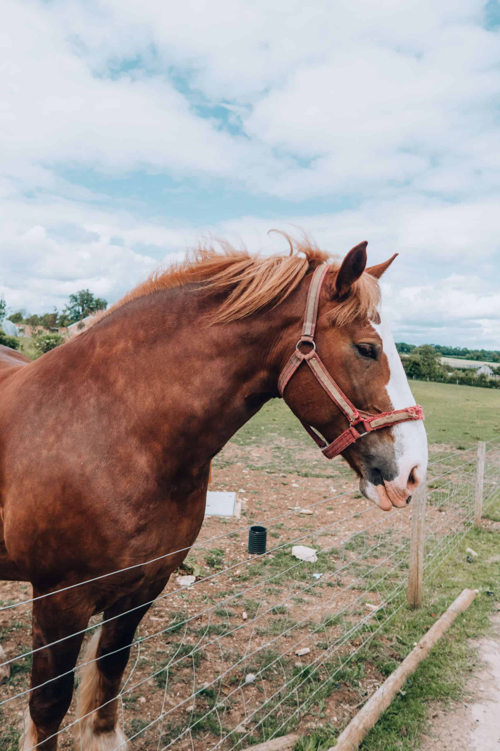 Horse in the English Countryside | The Cotswolds in 20 Photos