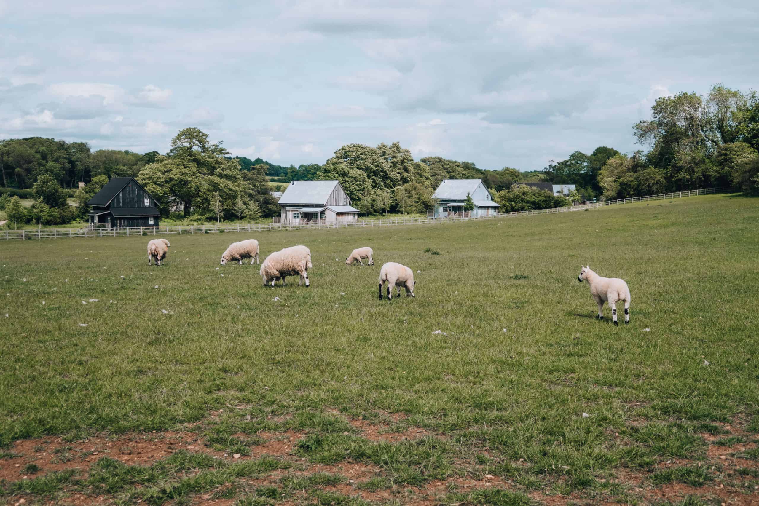 Sheep in the English Countryside | The Cotswolds in 20 Photos