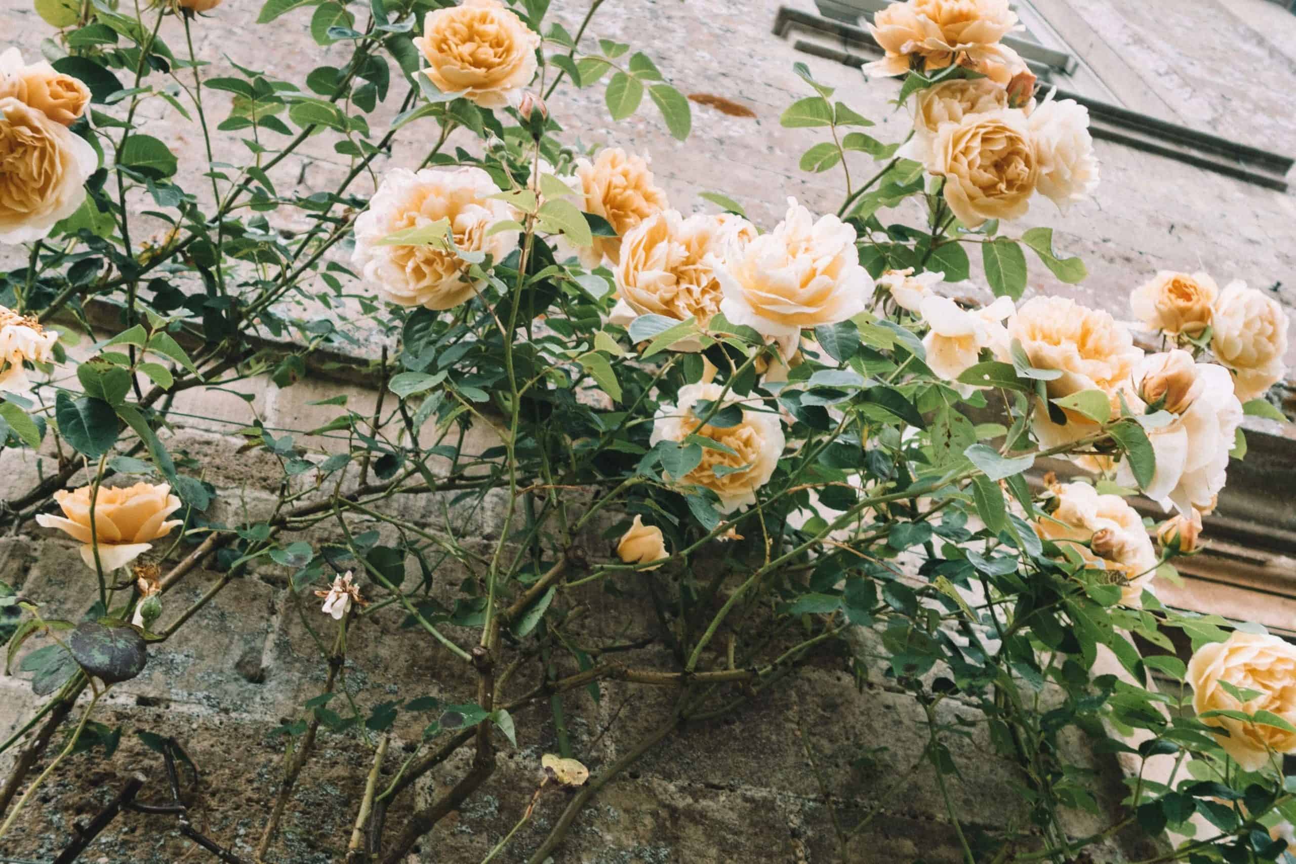 Roses at Babington House in the English Countryside | The Cotswolds in 20 Photos