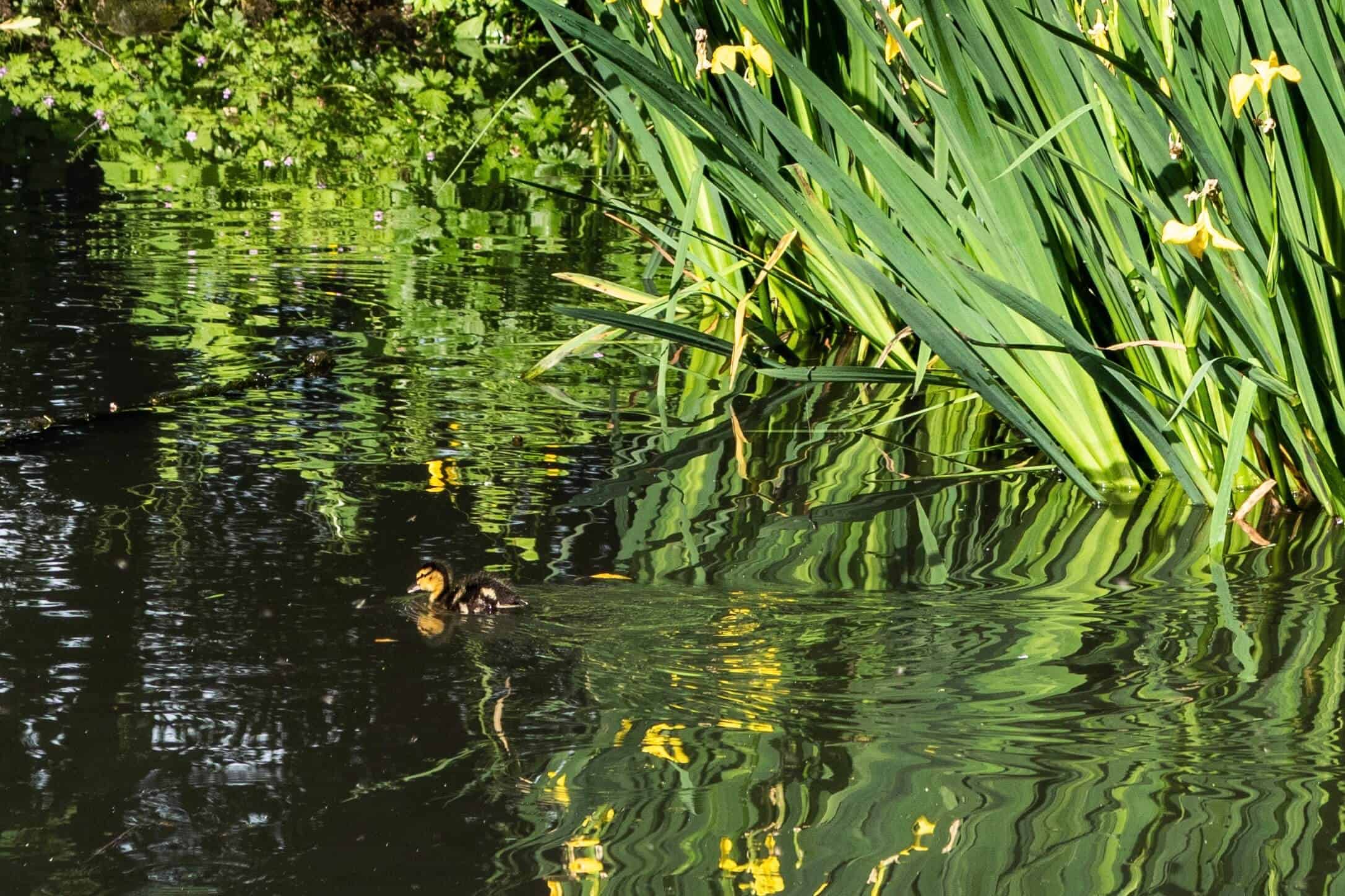 Lake at Babington House in the English Countryside | The Cotswolds in 20 Photos