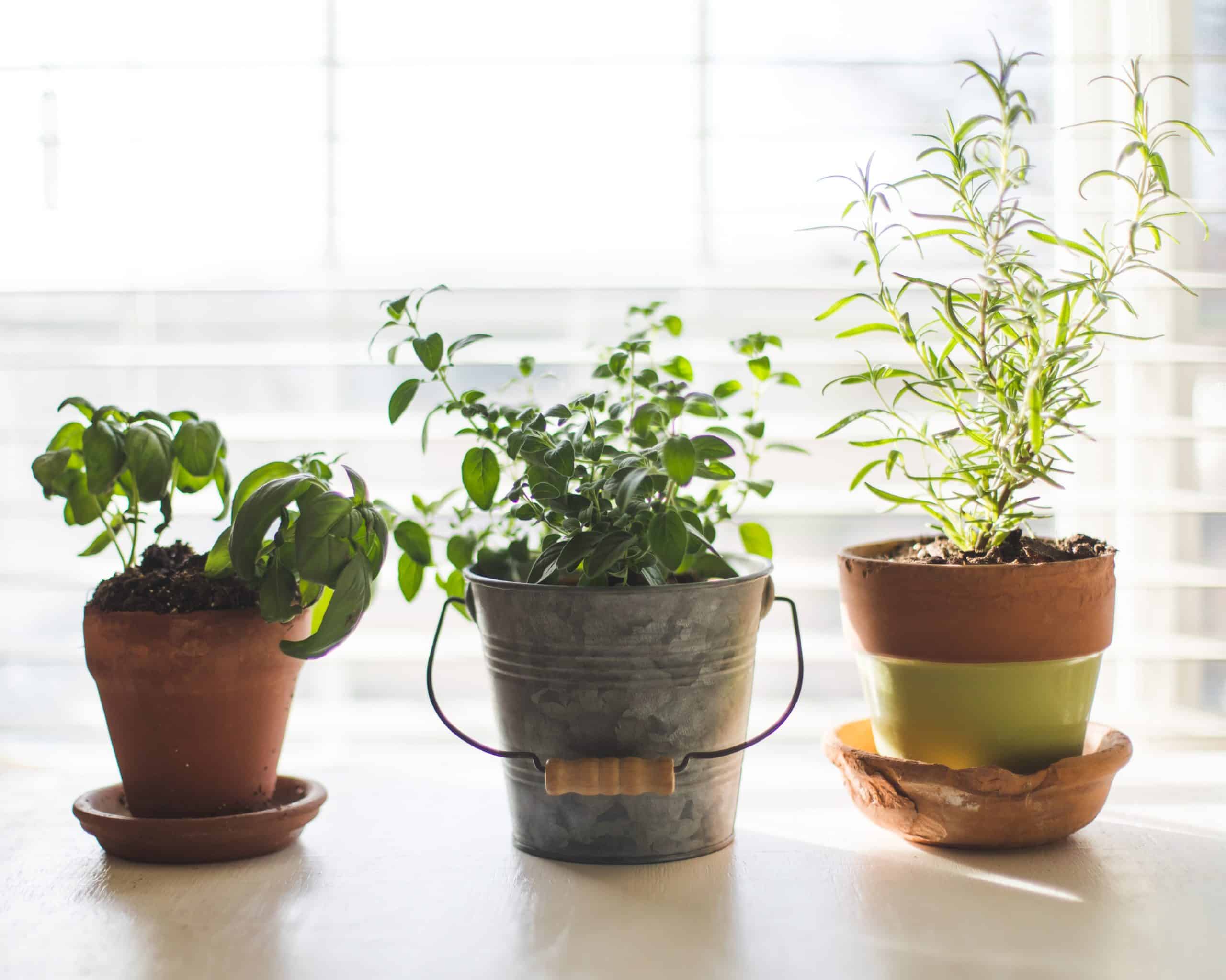 Gardening | Little things you can do to make yourself happy while home
