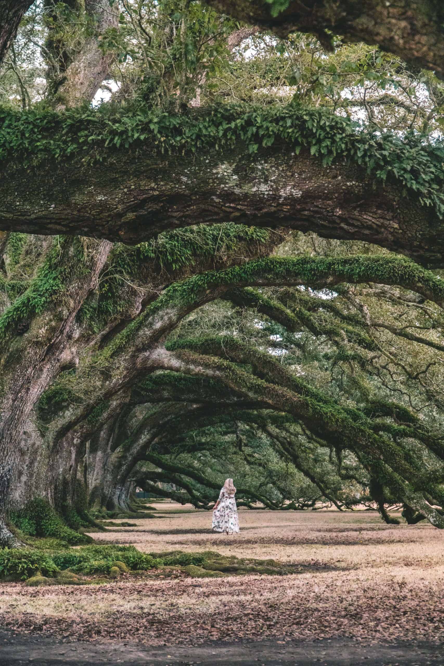 Oak trees | Staying Overnight at Oak Alley Plantation in Louisiana | The Republic of Rose