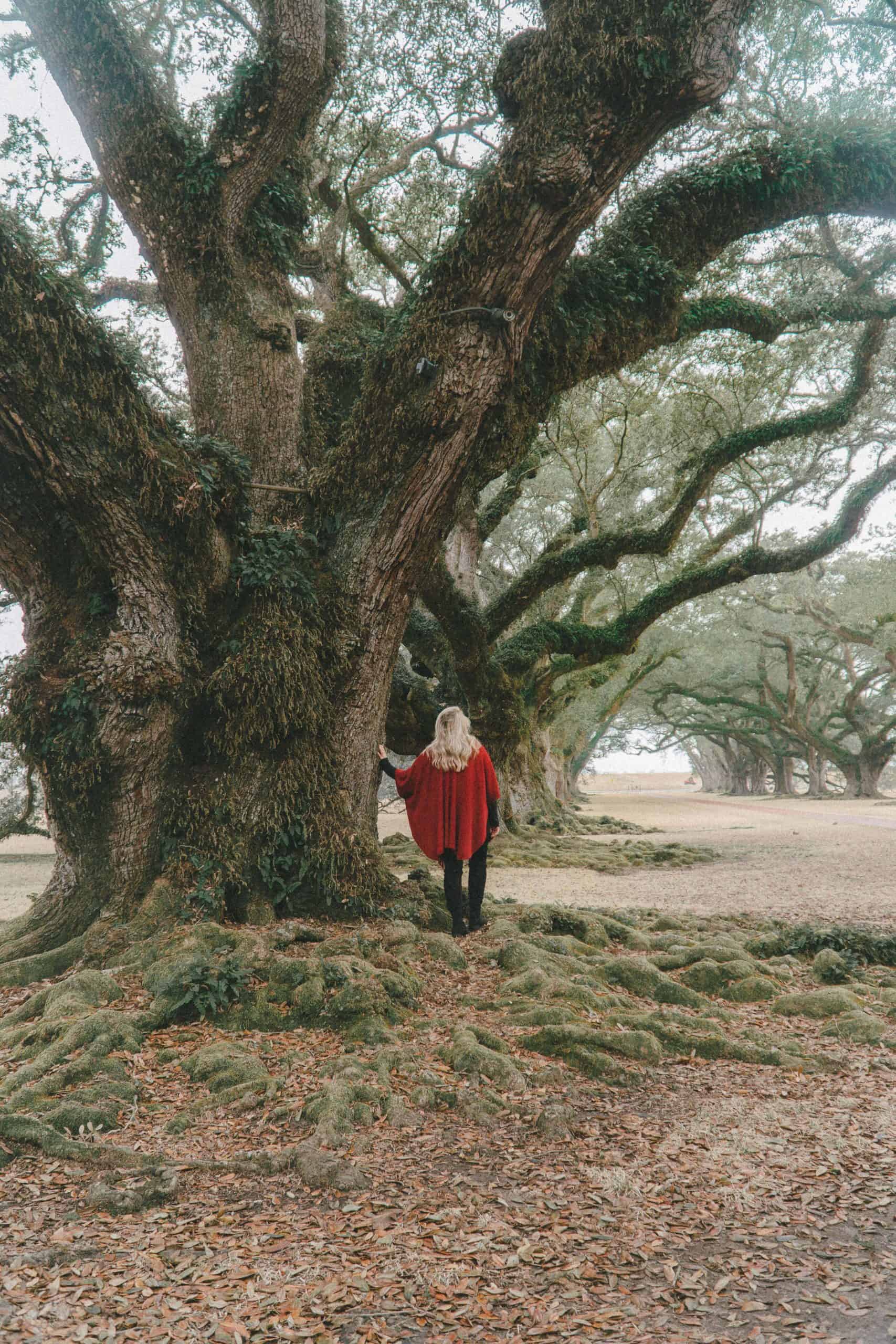 Oak tree | Staying Overnight at Oak Alley Plantation in Louisiana | The Republic of Rose
