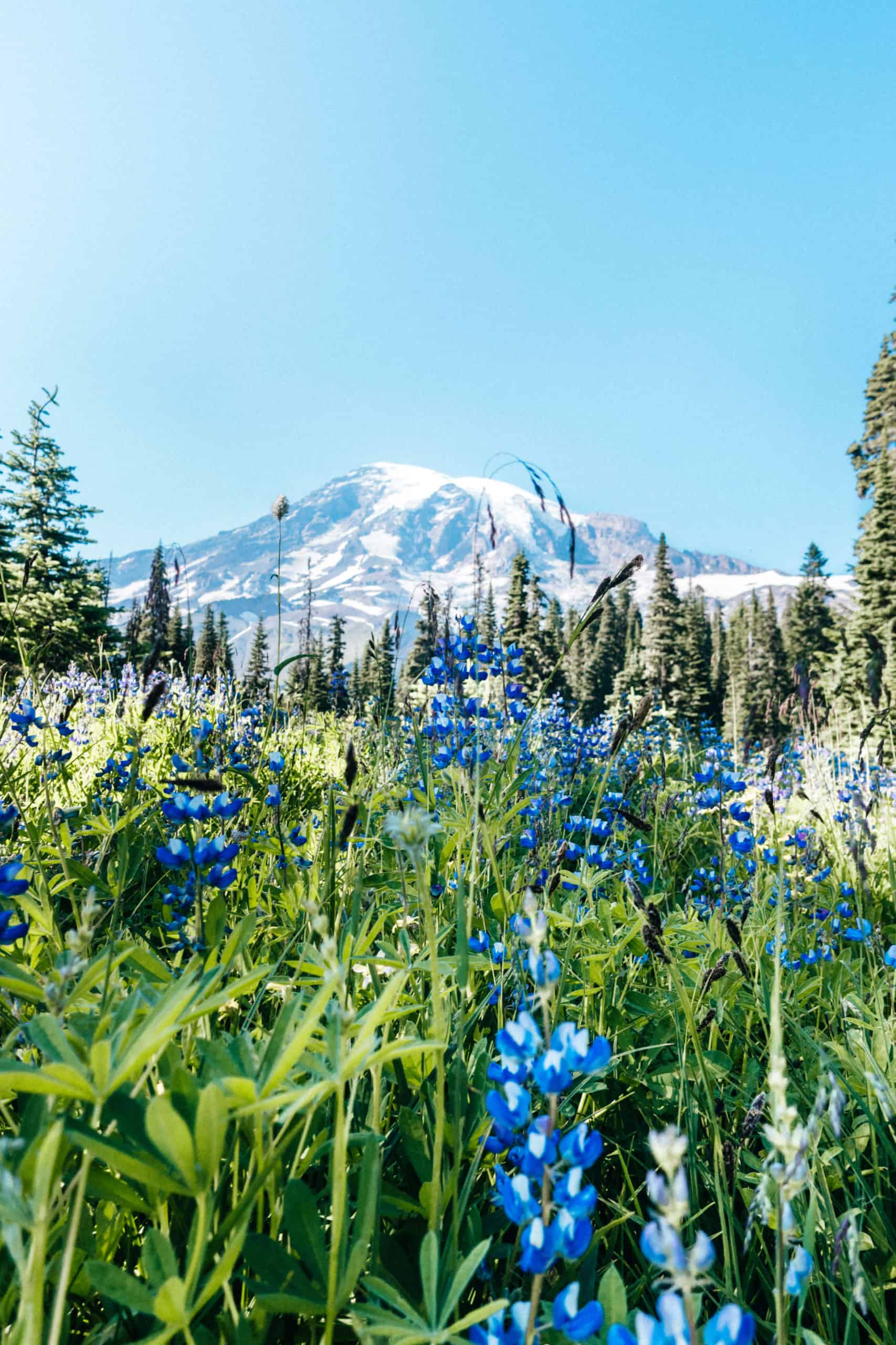 Mount Rainier National Park | The Ultimate First-Timer's Guide to Seattle | The Republic of Rose