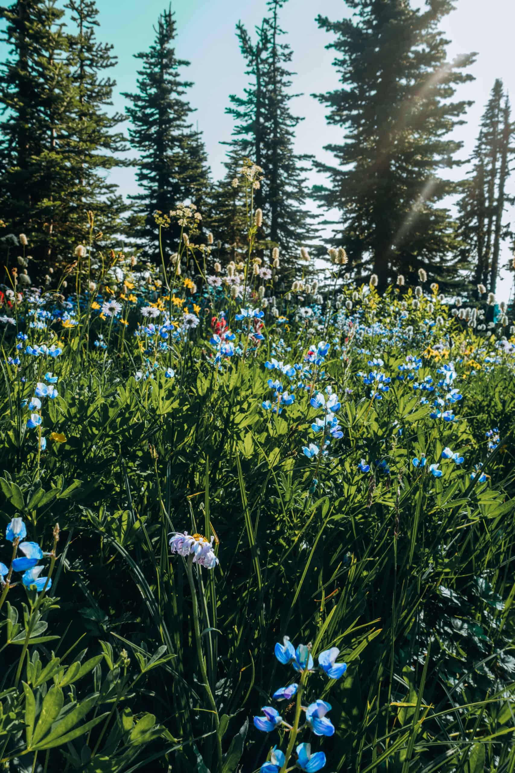 Mount Rainier National Park | The Ultimate First-Timer's Guide to Seattle | The Republic of Rose