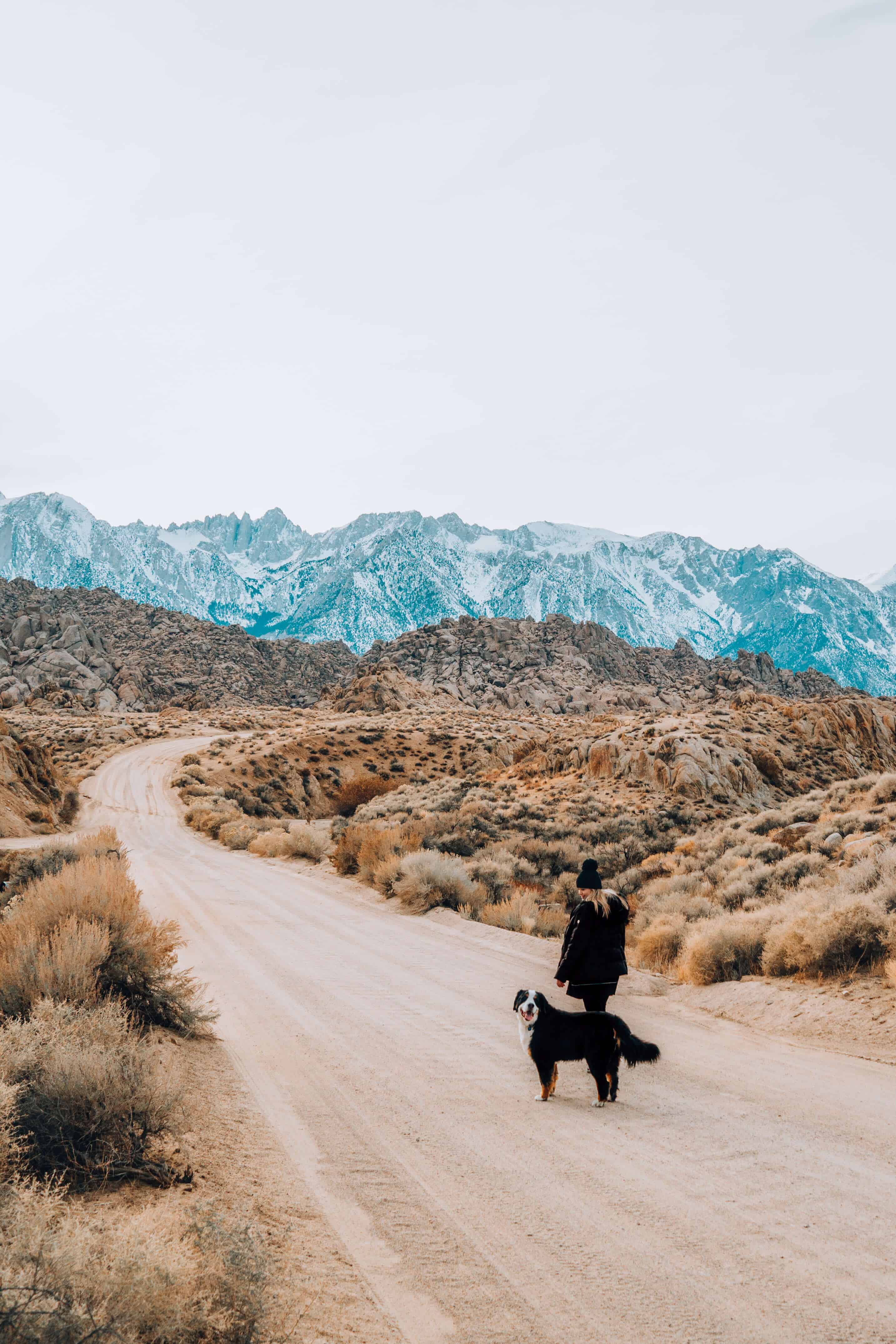 Bernese Mountain Dog at the Alabama Hills in California | The Ultimate Guide to Mammoth Lakes in the Winter