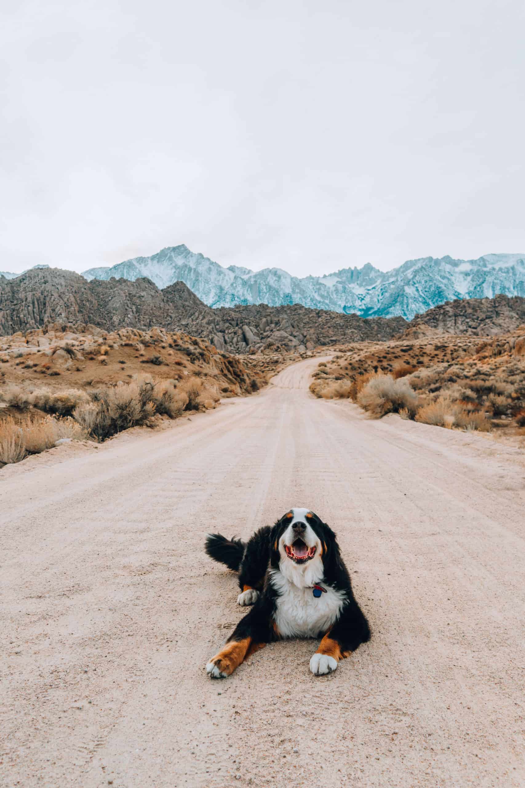 Bernese Mountain Dog at the Alabama Hills in California | The Ultimate Guide to Mammoth Lakes in the Winter