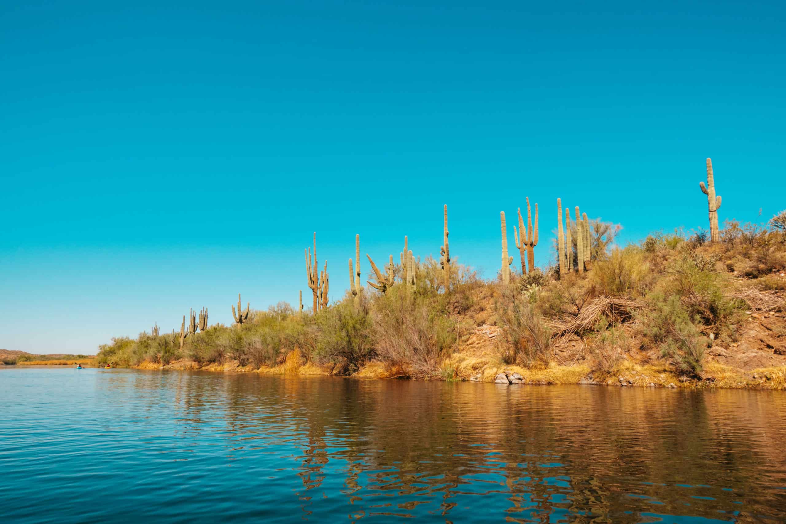 Saguaro cacti seen from the Salt River in Phoenix, Arizona