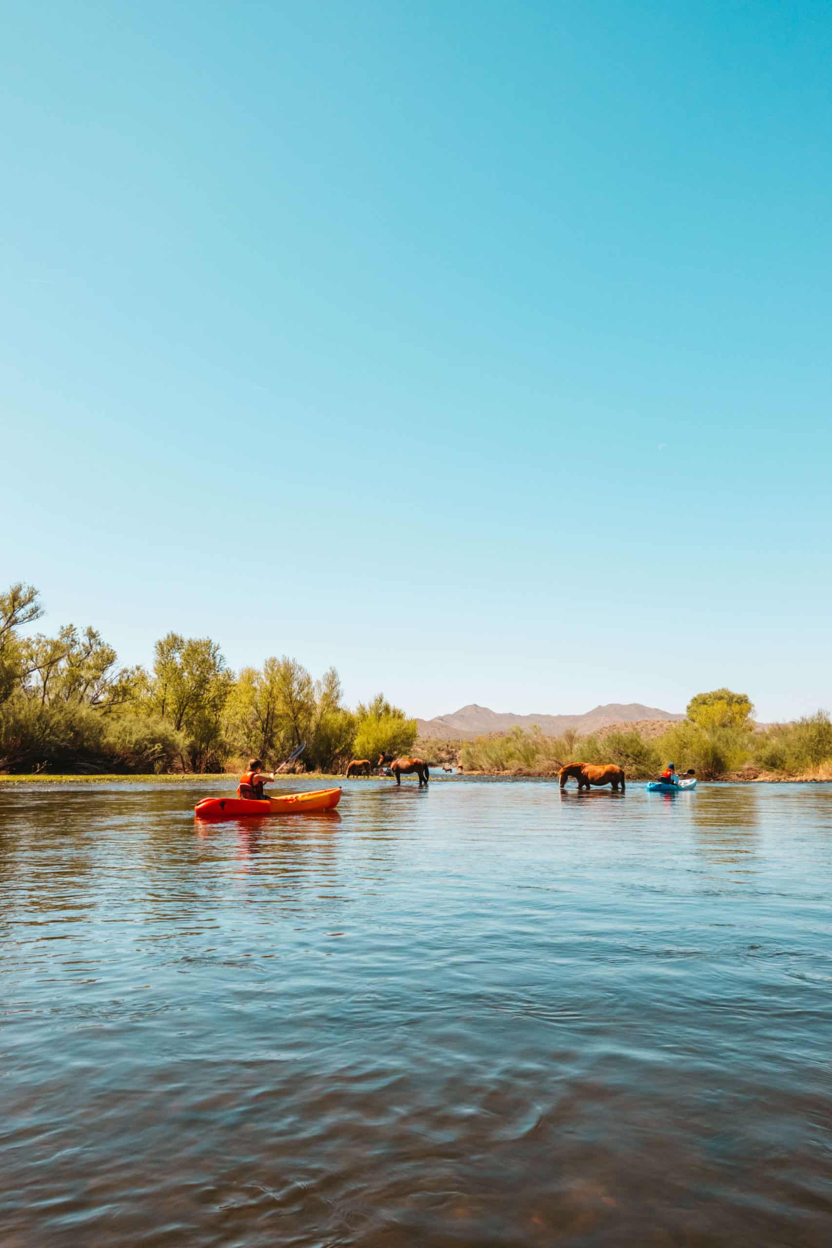 Kayakers and wild horses on the Salt River in Phoenix, Arizona