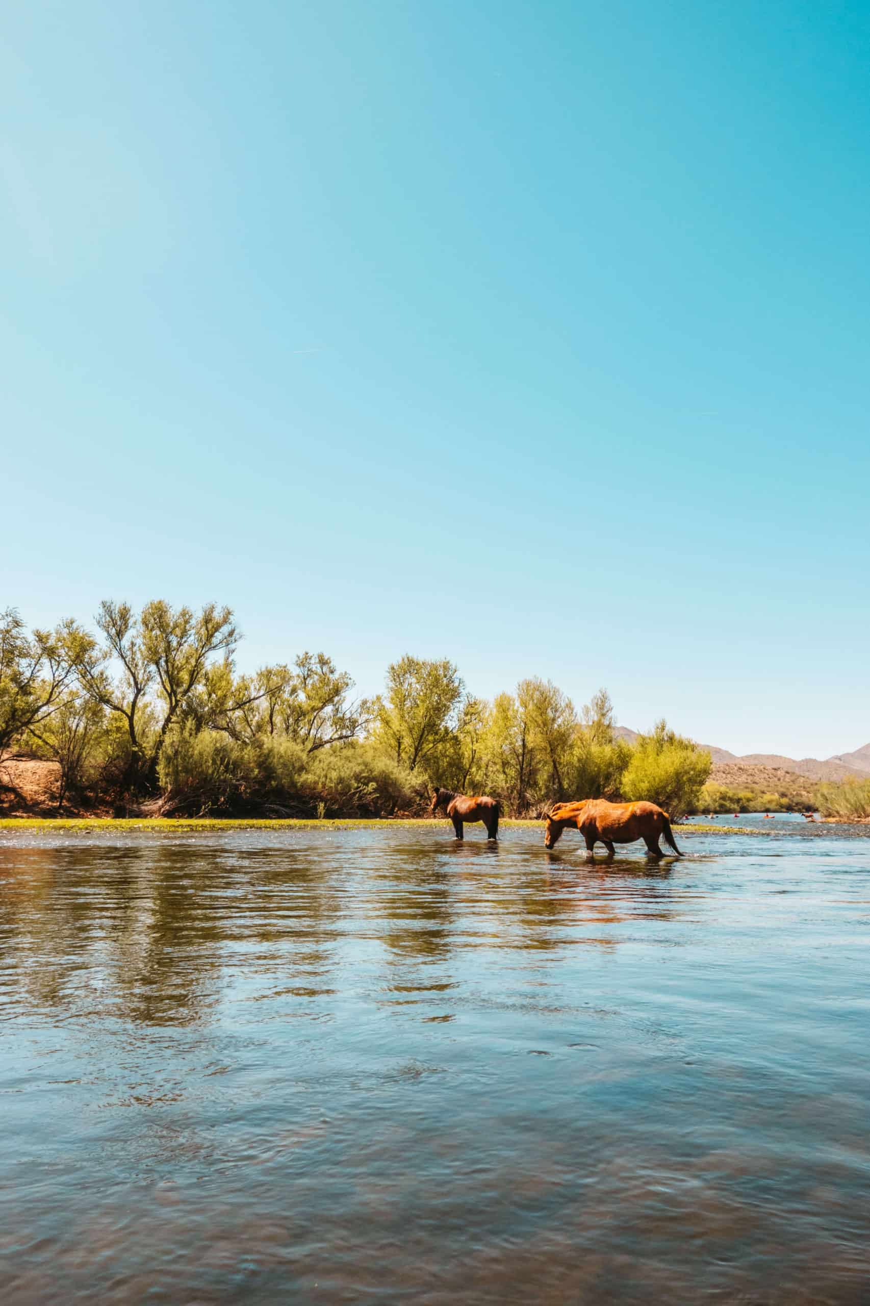 Wild horses crossing the Salt River in Phoenix, Arizona