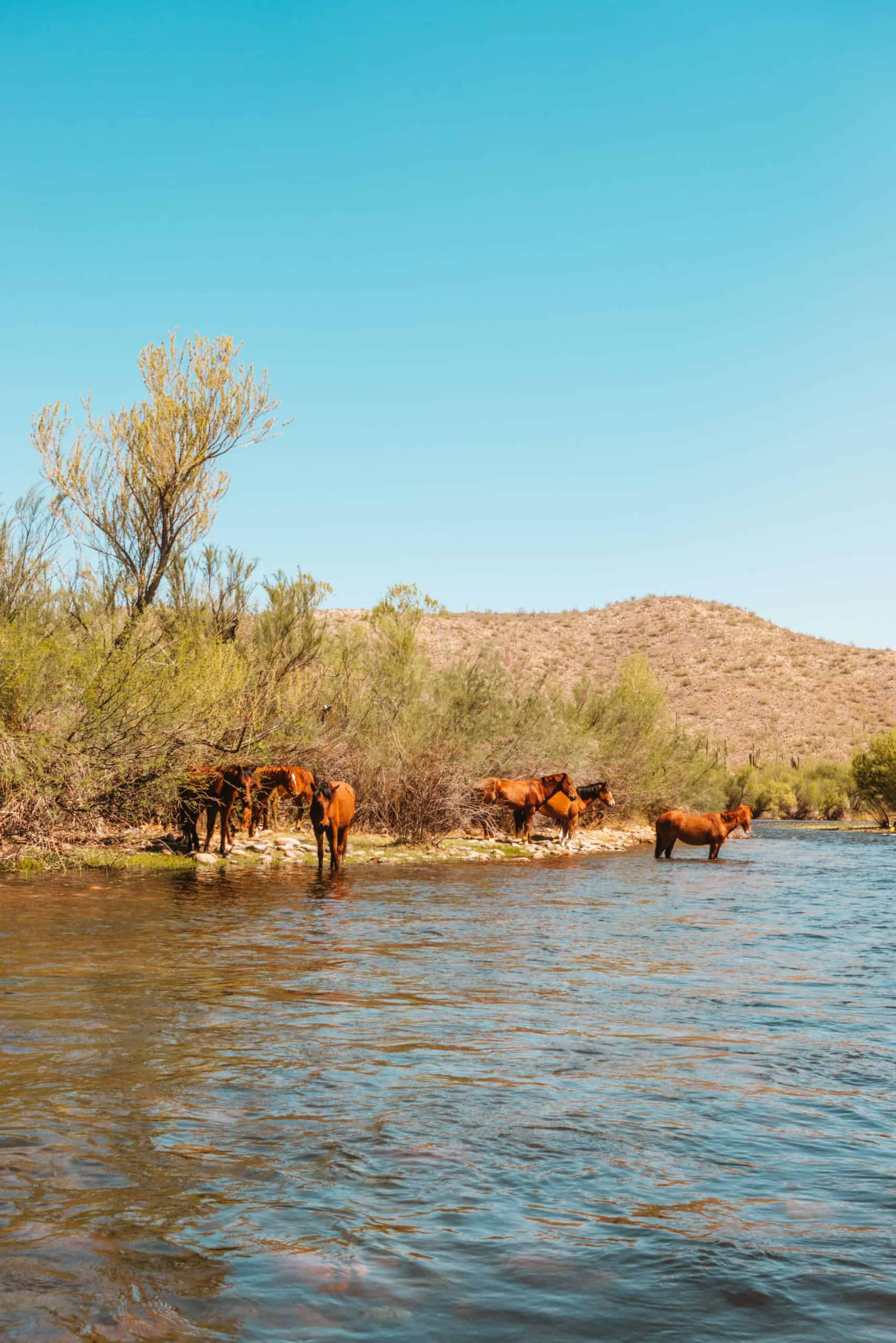 Wild horses drinking from the Salt River in Phoenix, Arizona